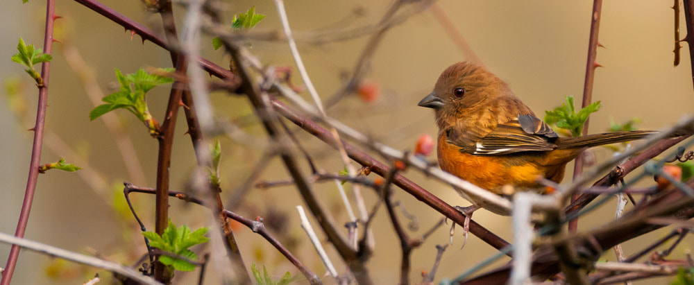 Sigma 150-600mm F5-6.3 DG OS HSM | C sample photo. The female eastern towhee photography