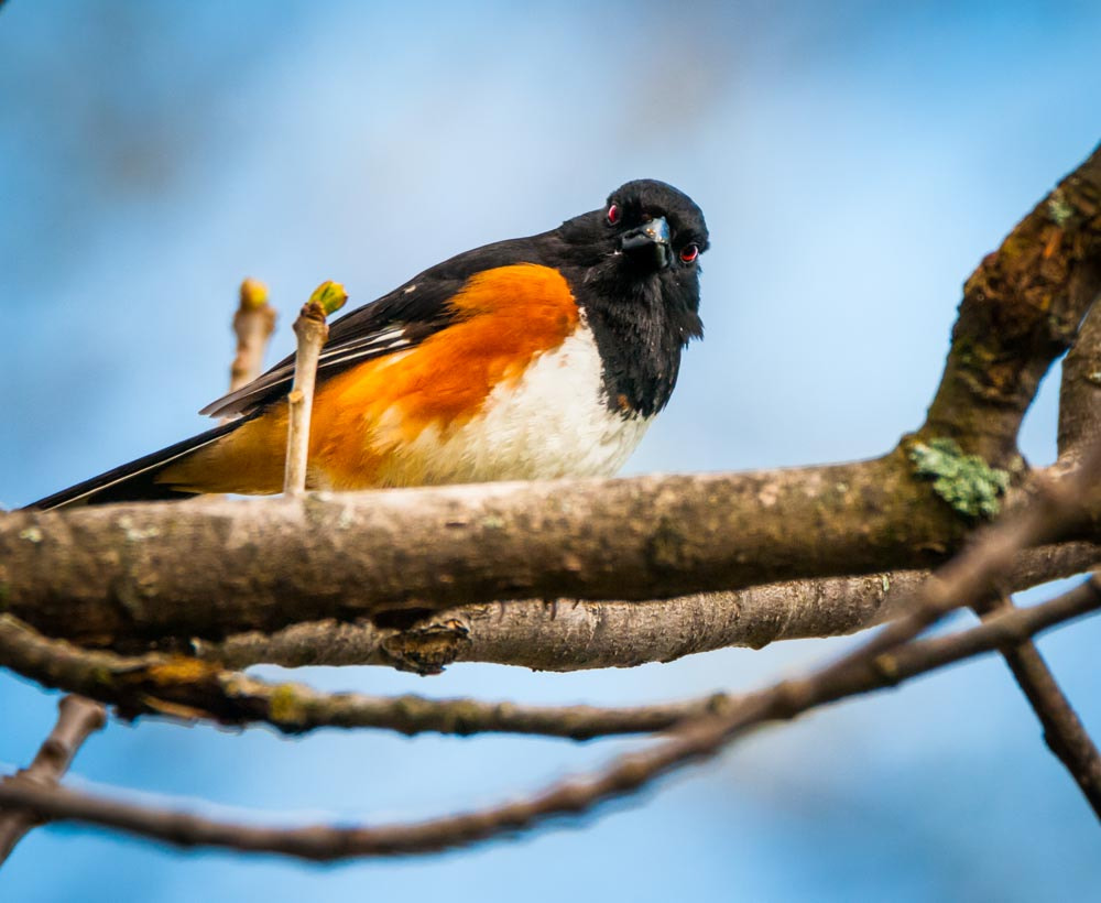 Sigma 150-600mm F5-6.3 DG OS HSM | C sample photo. The male eastern towhee photography