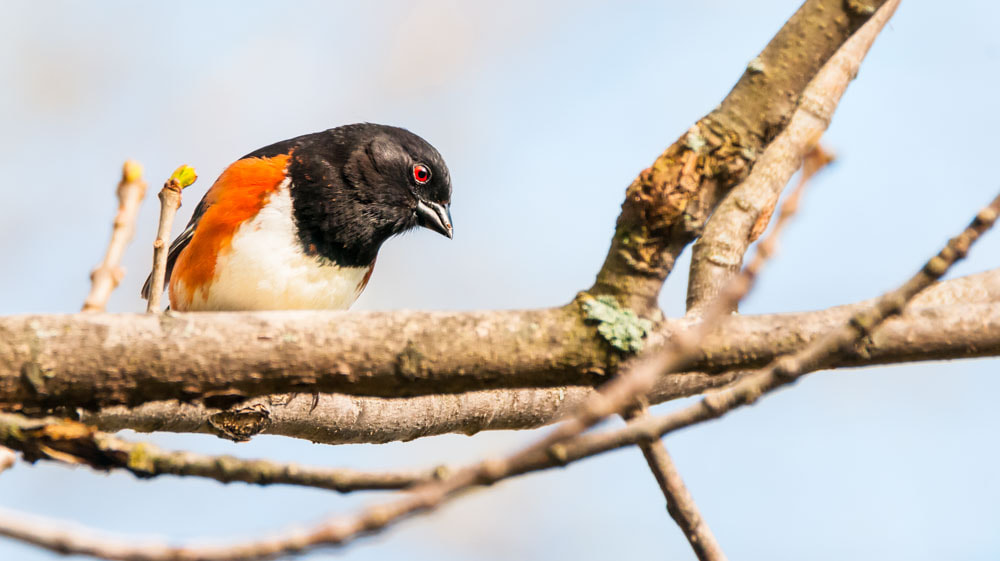 Sigma 150-600mm F5-6.3 DG OS HSM | C sample photo. The eastern towhee photography