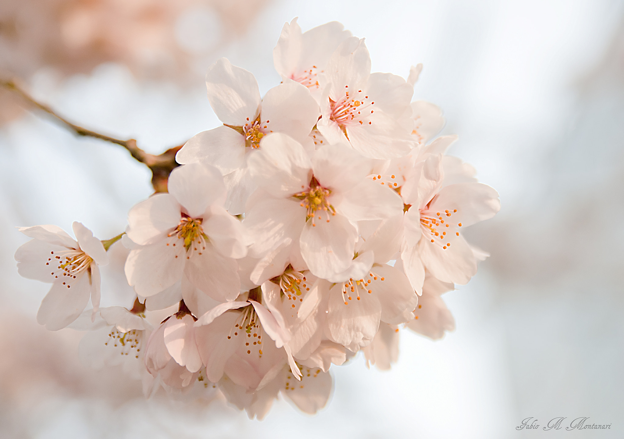 Pentax K-7 sample photo. Sakura photography