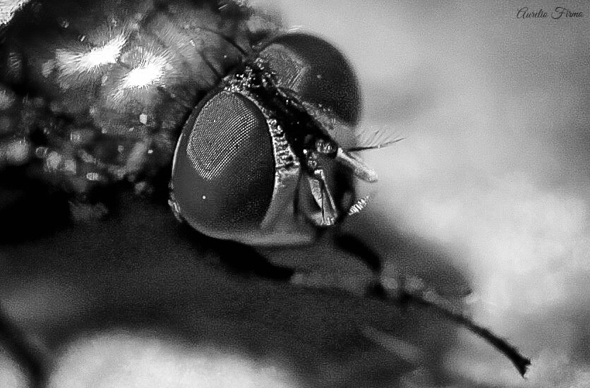 Canon EF 100mm F2.8L Macro IS USM sample photo. Fly, bug macro photography