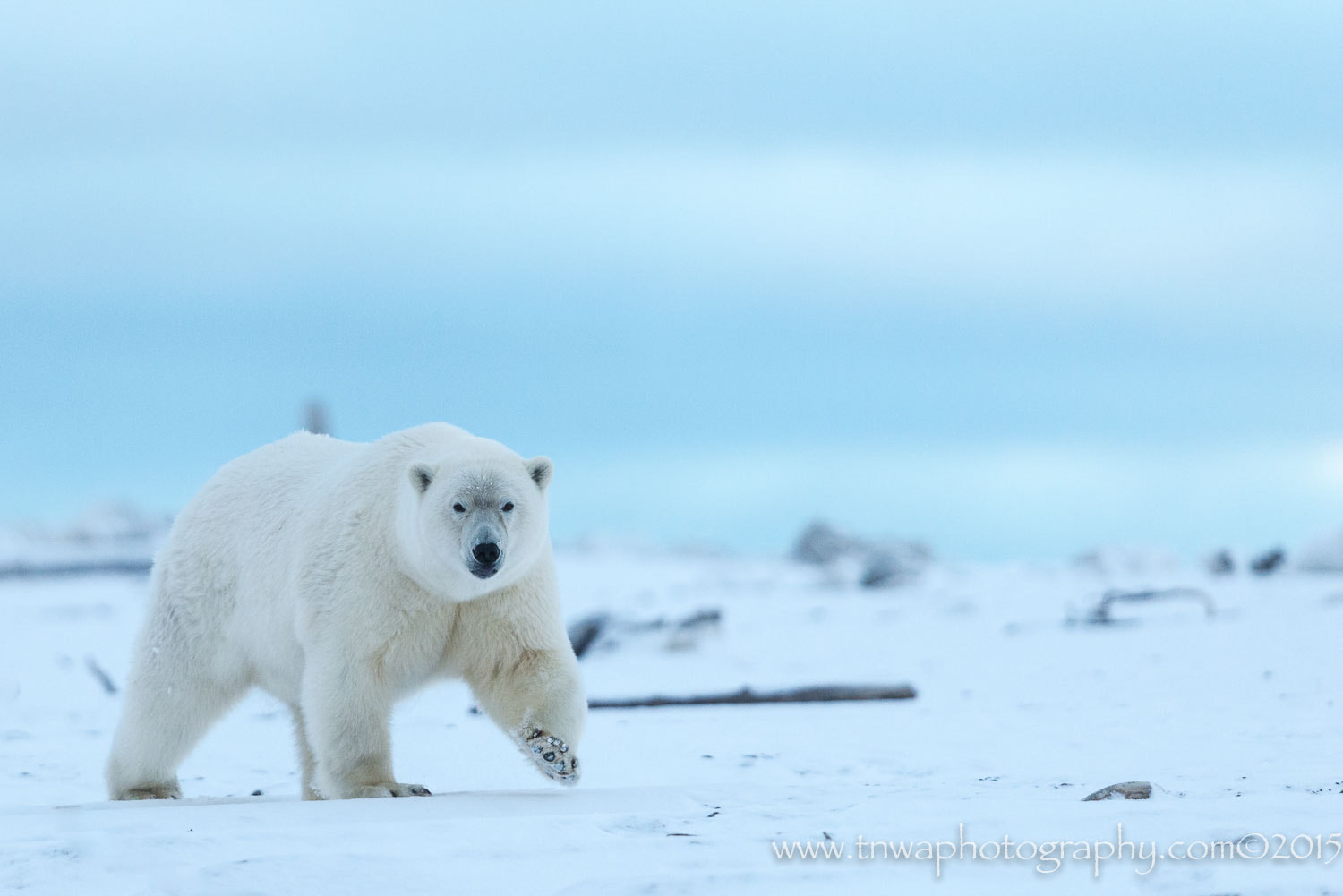 Nikon D800 + Nikon AF-S Nikkor 500mm F4G ED VR sample photo. An arctic change photography