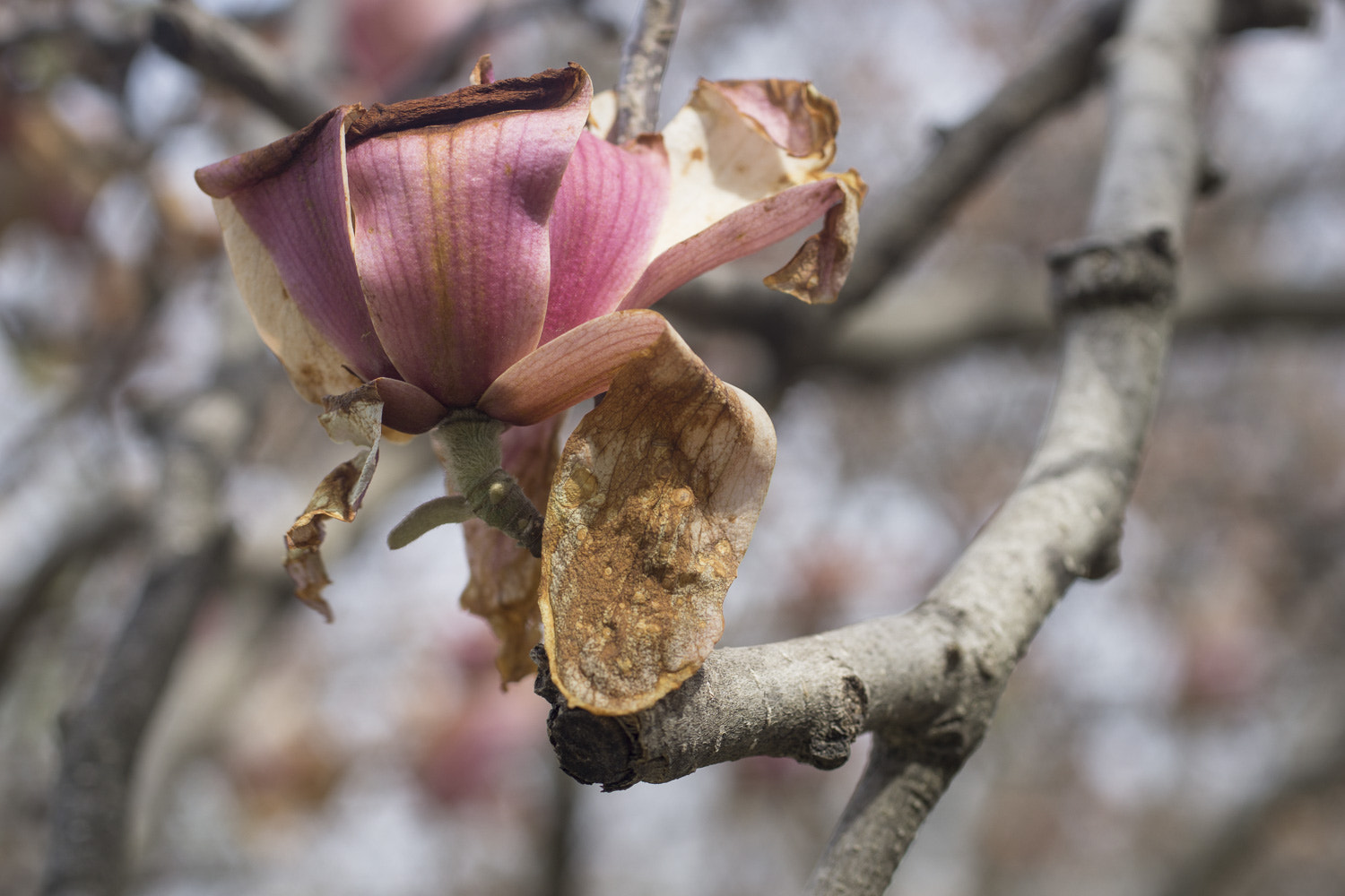 Sony a6000 + Canon EF 50mm F2.5 Macro sample photo. The daily percyscope 018 photography