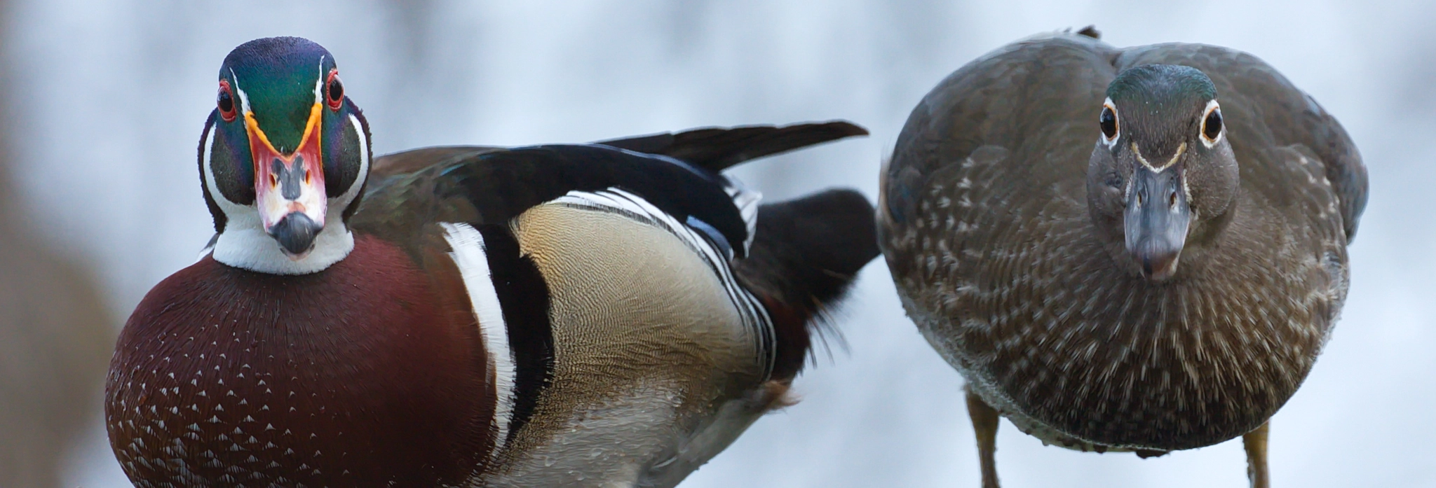 Canon EF 100-400mm F4.5-5.6L IS II USM sample photo. Hello photography