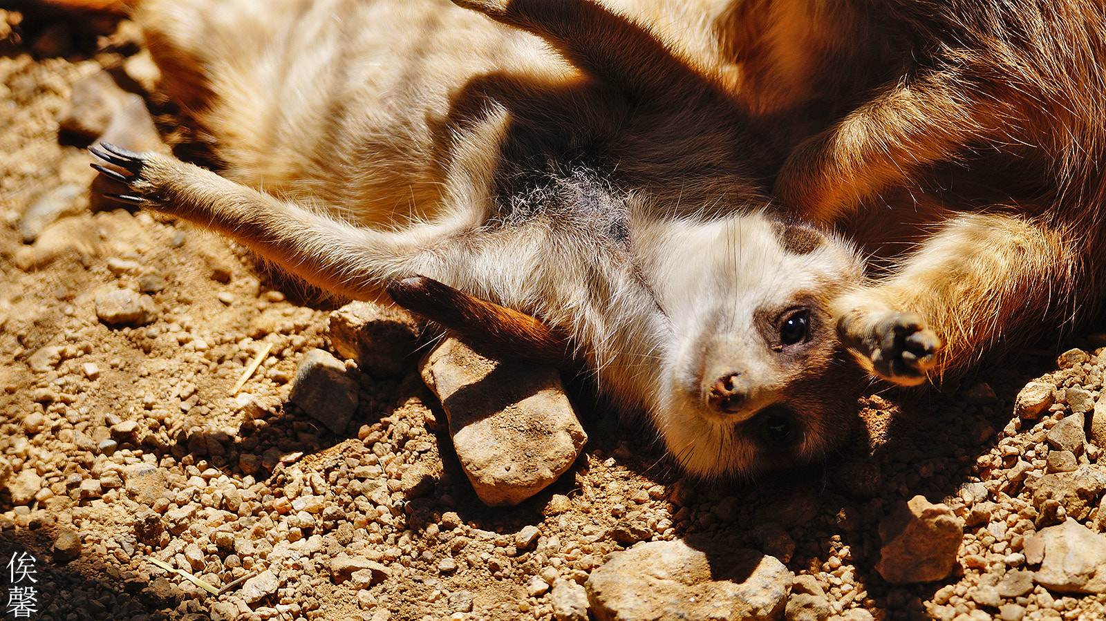 Sony 70-300mm F4.5-5.6 G SSM sample photo. Meerkat photography