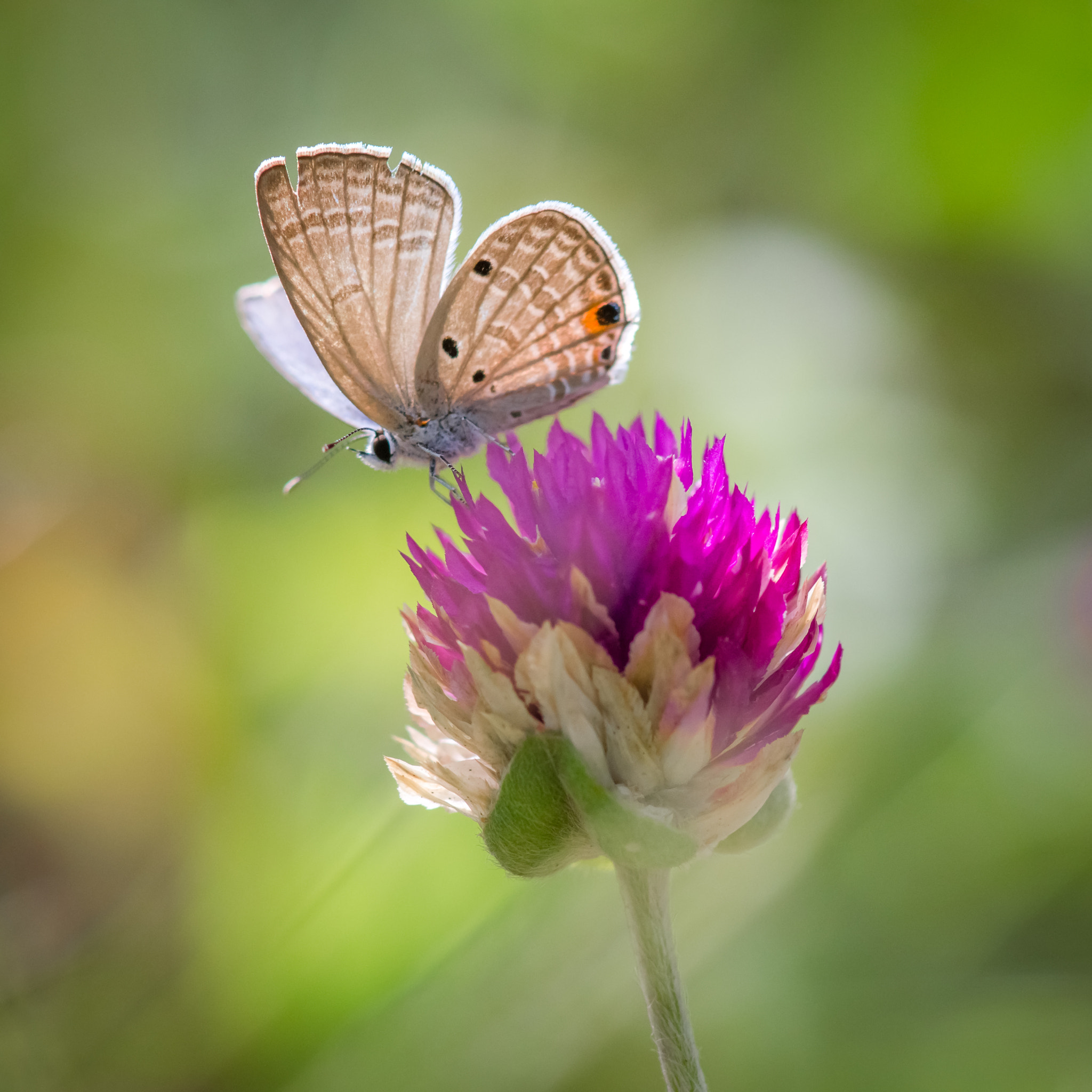 Sony SLT-A55 (SLT-A55V) + Sony 100mm F2.8 Macro sample photo. Closeup butterfly on flower in the garden photography