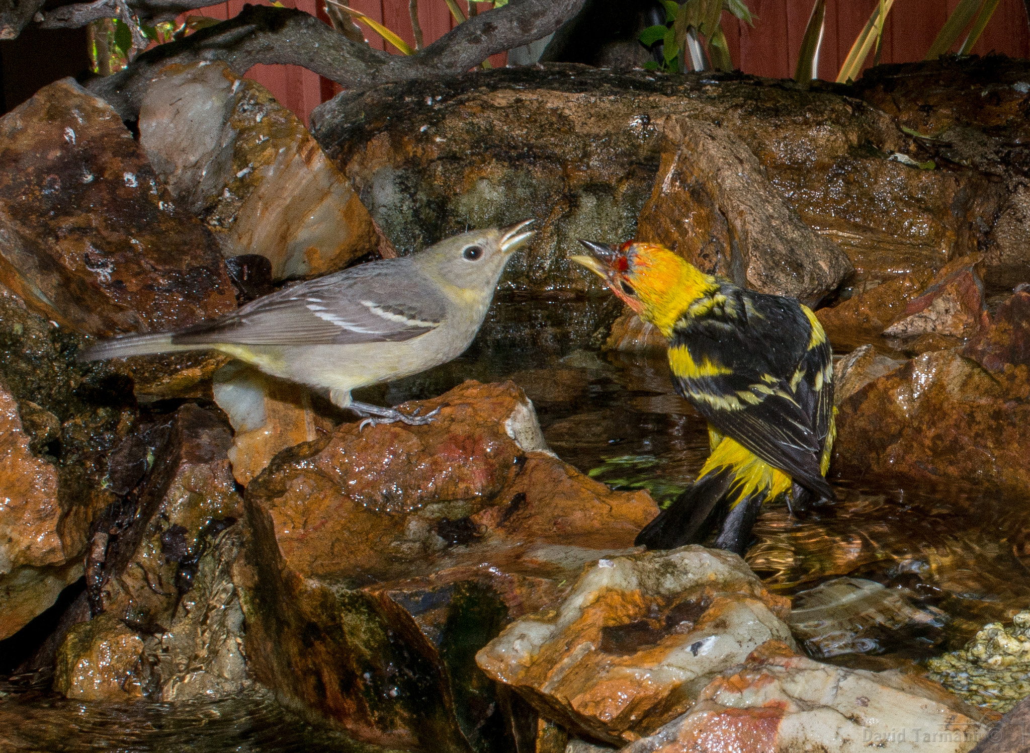 AF Zoom-Nikkor 28-85mm f/3.5-4.5 sample photo. Tanager 1 photography
