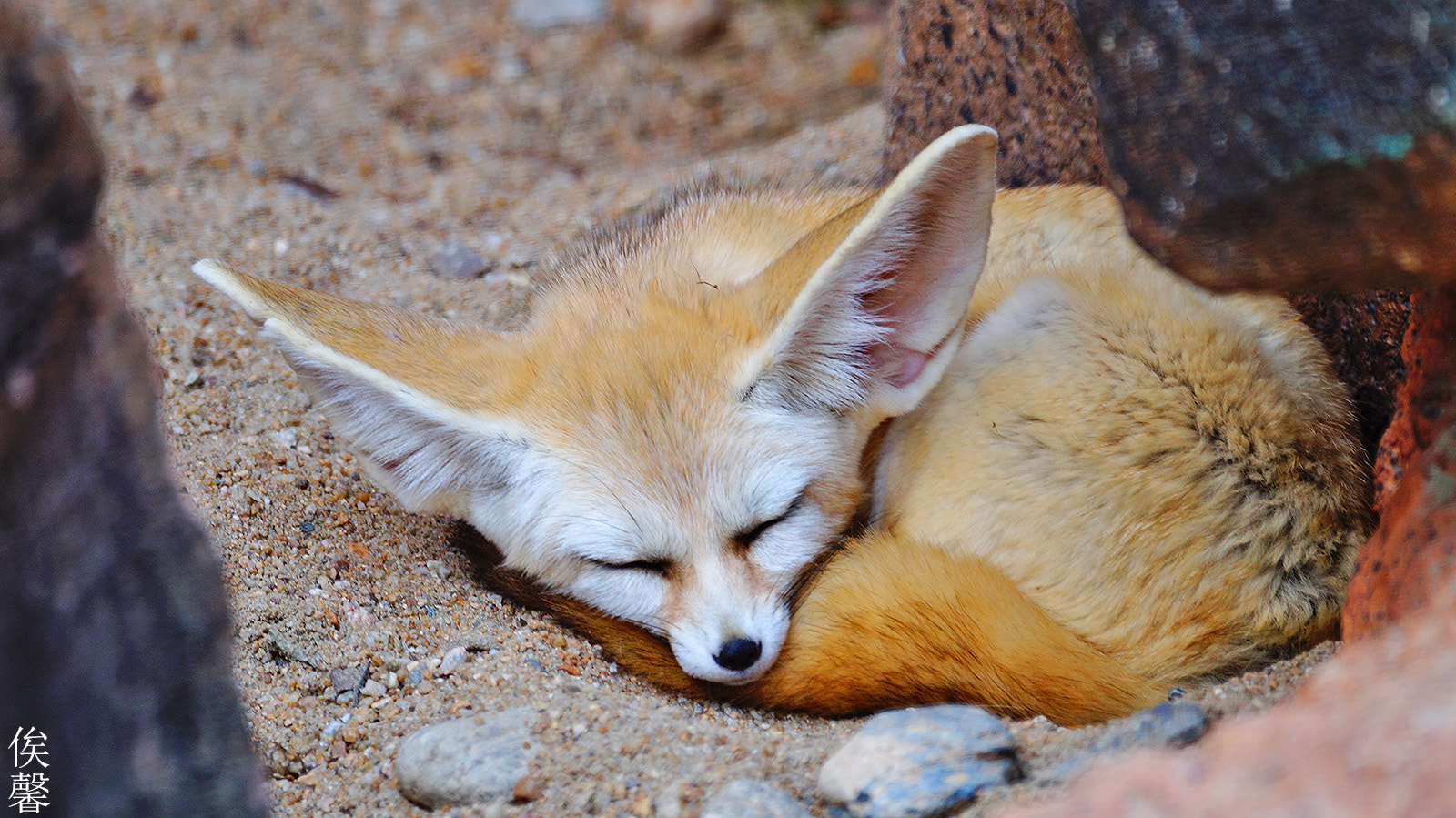 Sony 70-300mm F4.5-5.6 G SSM sample photo. Desert fox photography