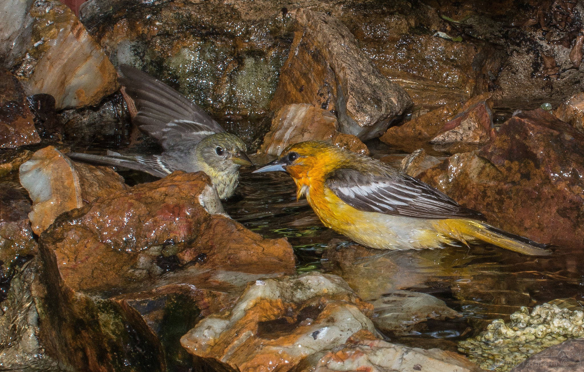 AF Zoom-Nikkor 28-85mm f/3.5-4.5 sample photo. Tanager 2 photography