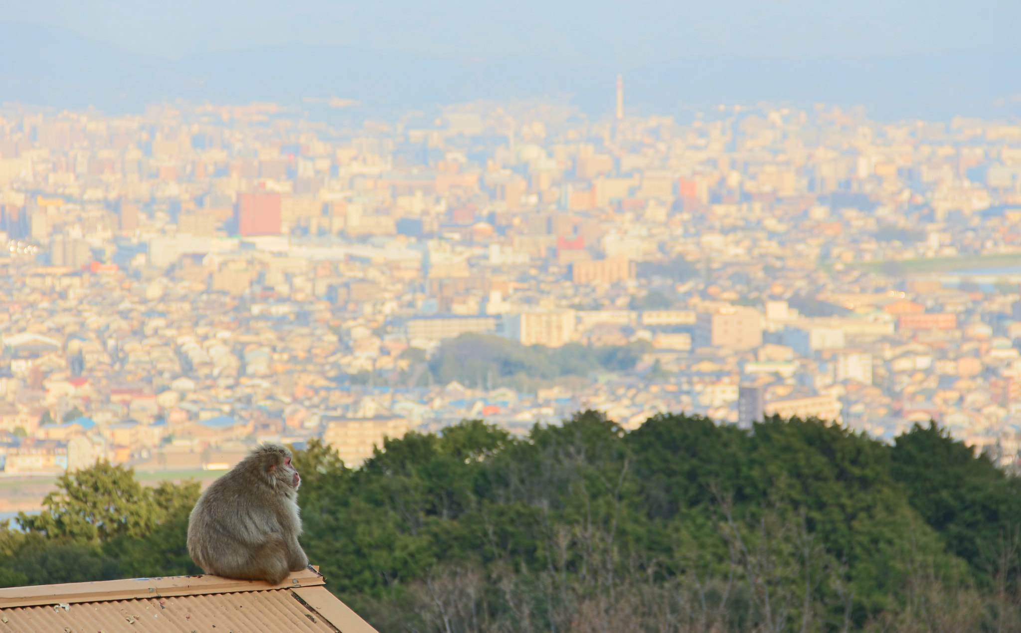 Canon EOS 650D (EOS Rebel T4i / EOS Kiss X6i) sample photo. Monkey see photography