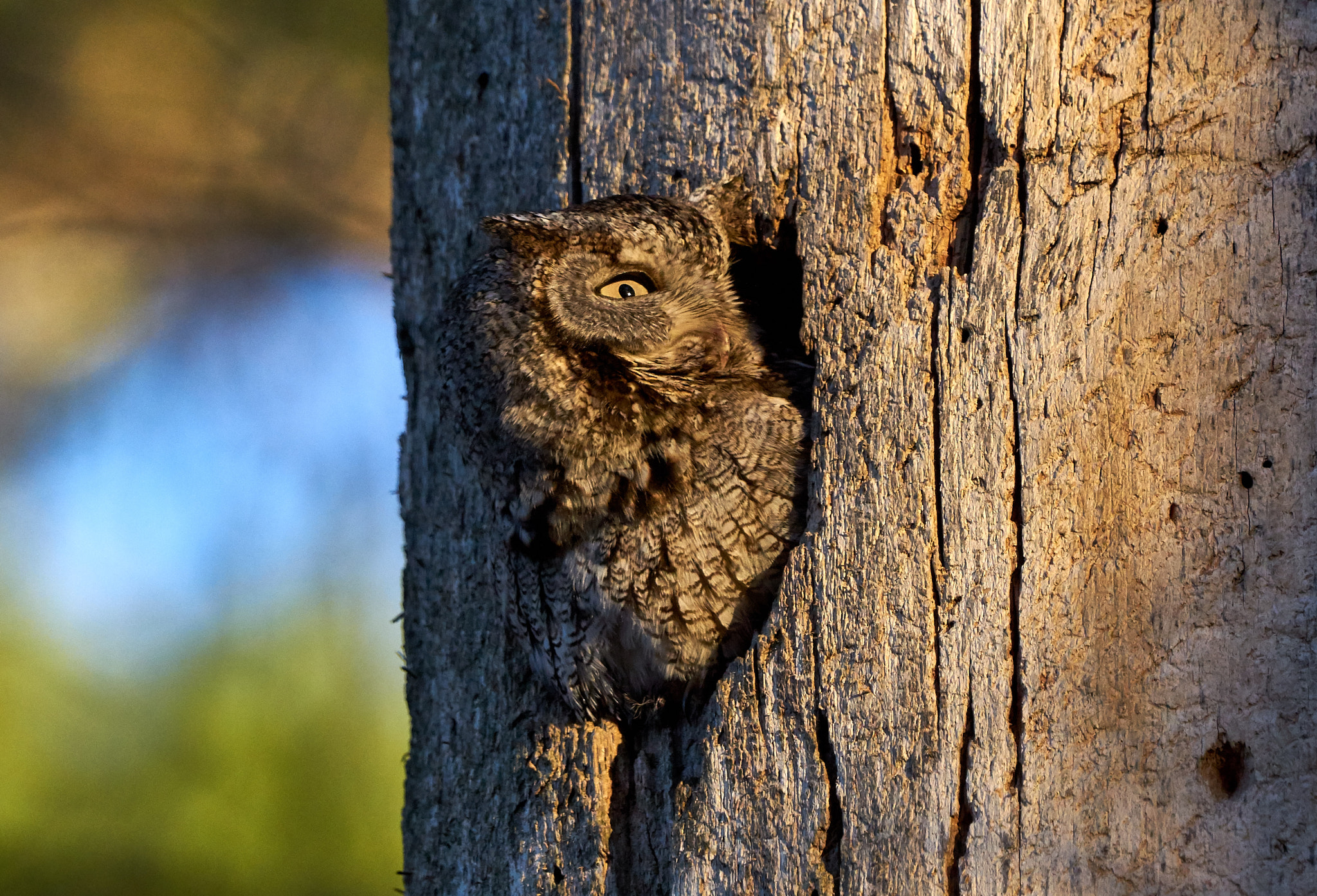 Sony ILCA-77M2 + Sony 70-400mm F4-5.6 G SSM II sample photo. Eastern screech owl photography