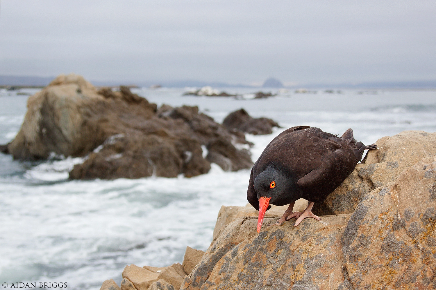 Canon EF 28-105mm F4.0-5.6 USM sample photo. Black oystercatcher photography