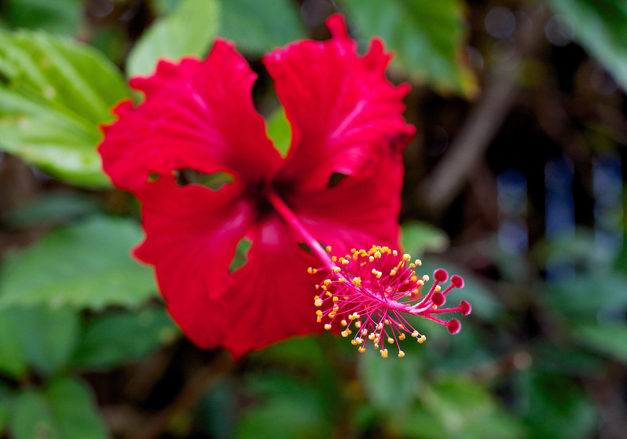 Canon EOS 450D (EOS Rebel XSi / EOS Kiss X2) + Canon EF 40mm F2.8 STM sample photo. Red hibiscus flower photography