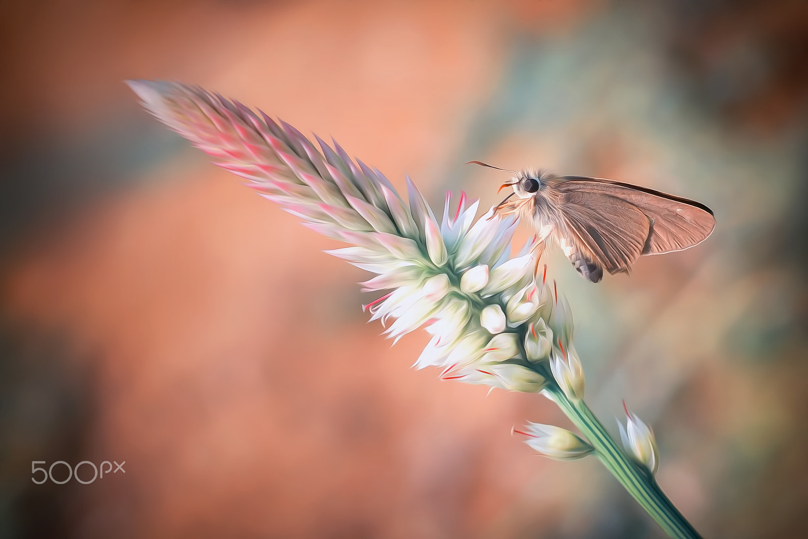 Sony SLT-A65 (SLT-A65V) + MACRO 50mm F2.8 sample photo. Butterfly oil paint photography