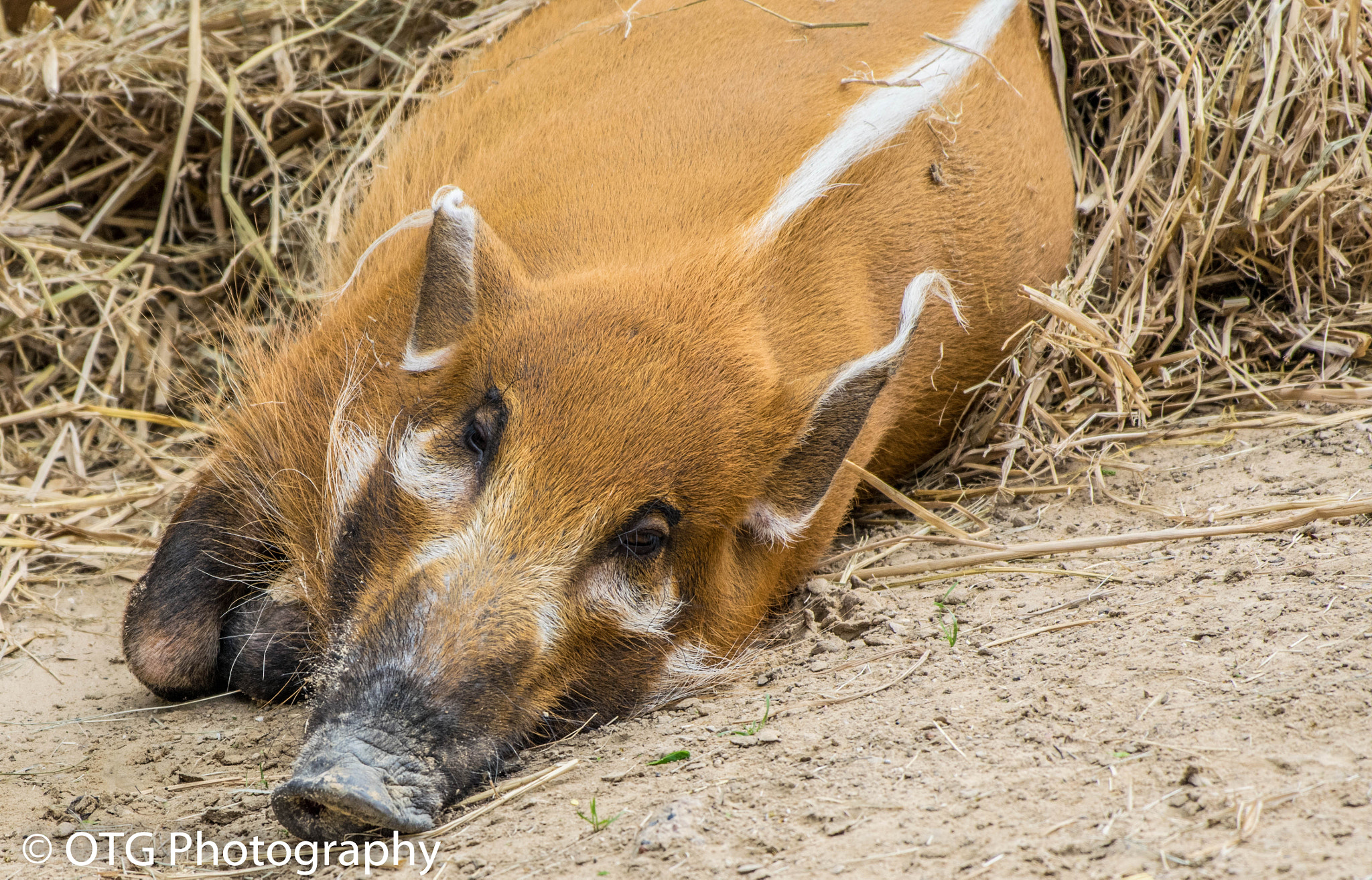 Nikon AF-S Nikkor 200-500mm F5.6E ED VR sample photo. Red river hog photography