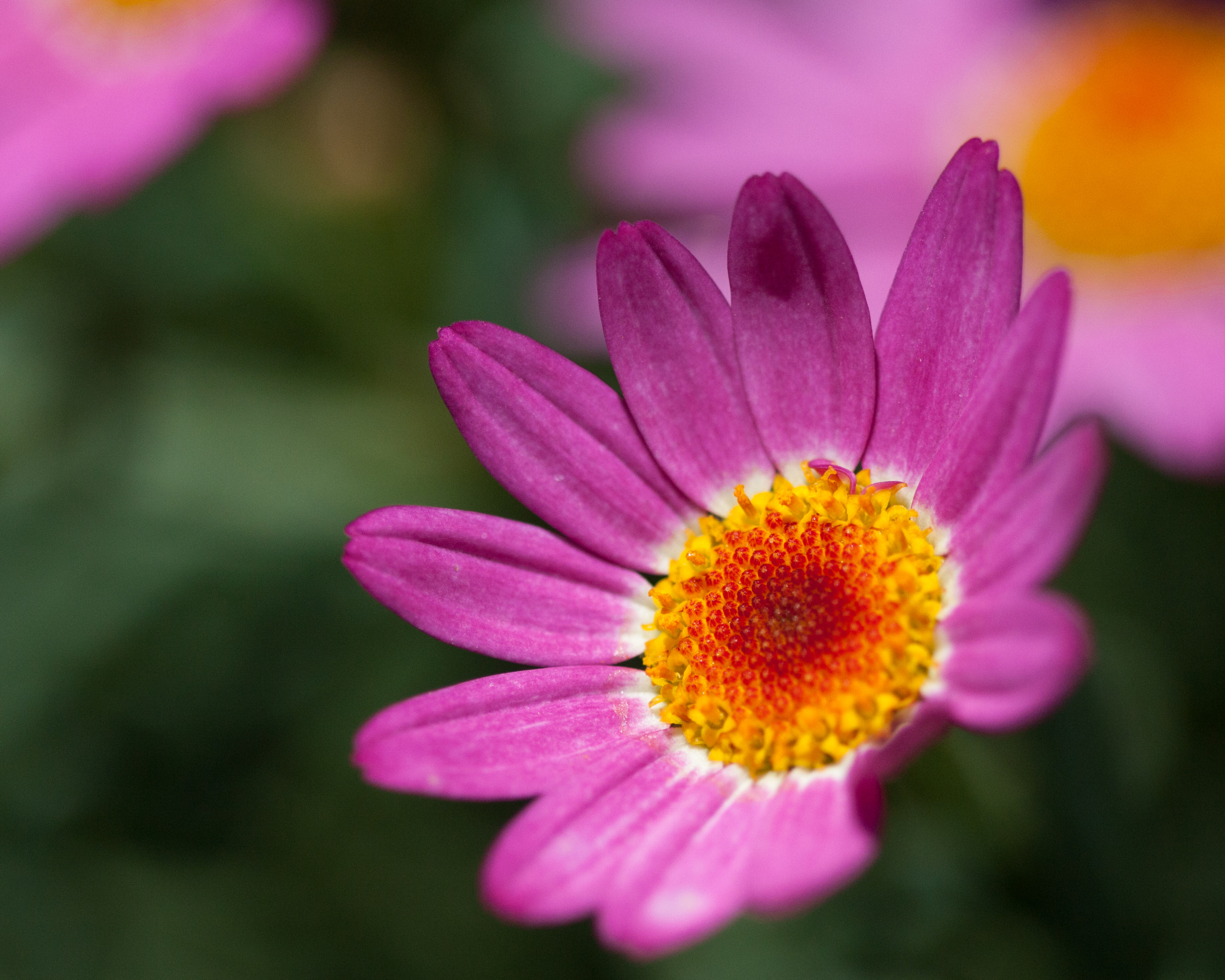 Canon EOS 450D (EOS Rebel XSi / EOS Kiss X2) sample photo. Pink beauty photography