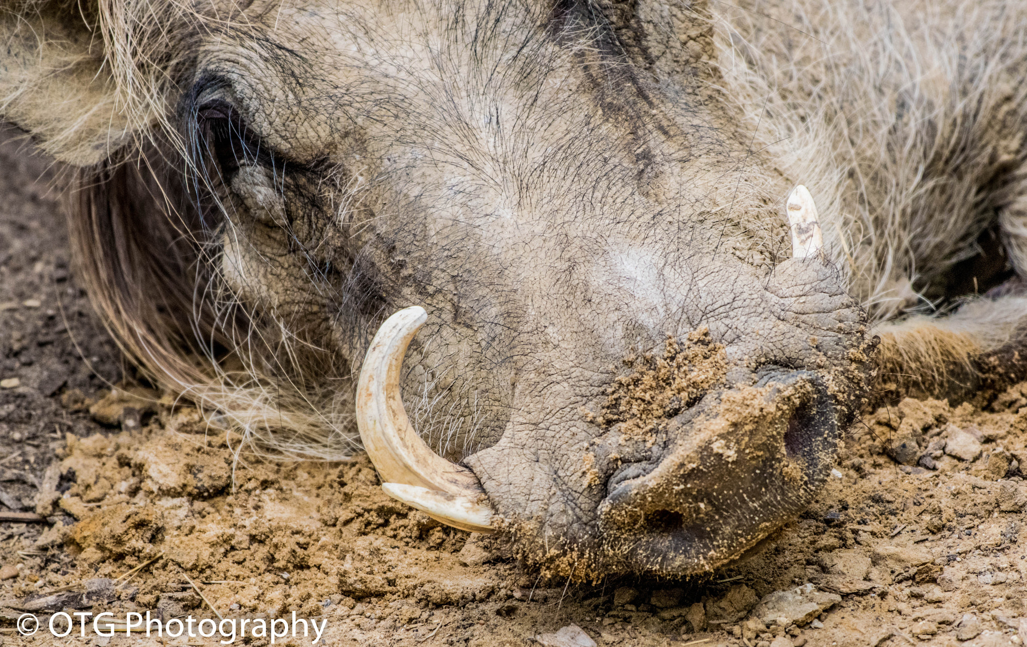 Nikon AF-S Nikkor 200-500mm F5.6E ED VR sample photo. Warthog photography