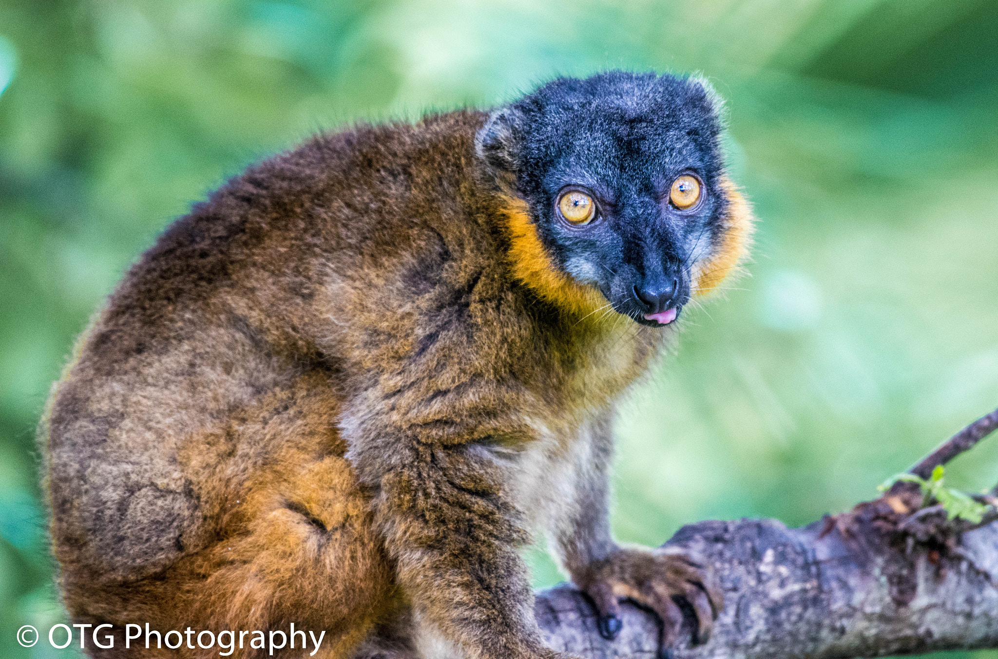 Nikon AF-S Nikkor 200-500mm F5.6E ED VR sample photo. Collared lemur photography