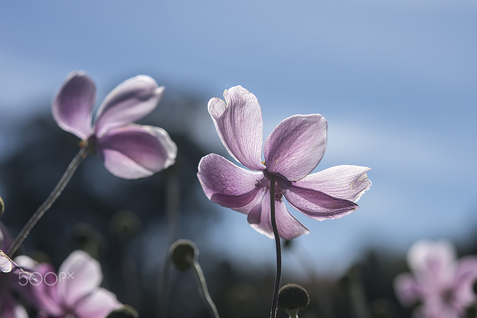 Nikon AF-S Micro-Nikkor 60mm F2.8G ED sample photo. Searching photography
