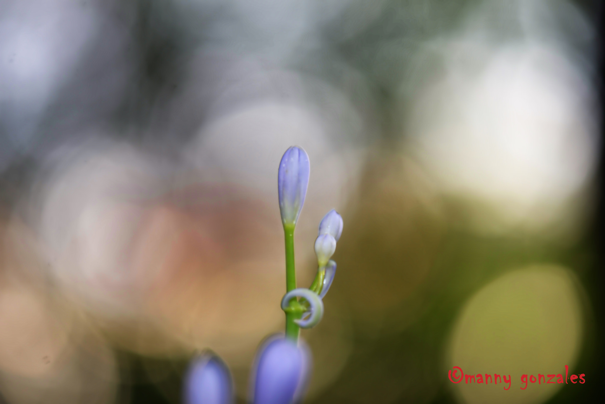 Sigma 70-200mm F2.8 EX DG Macro HSM II sample photo. Bokeh - after the rain. photography