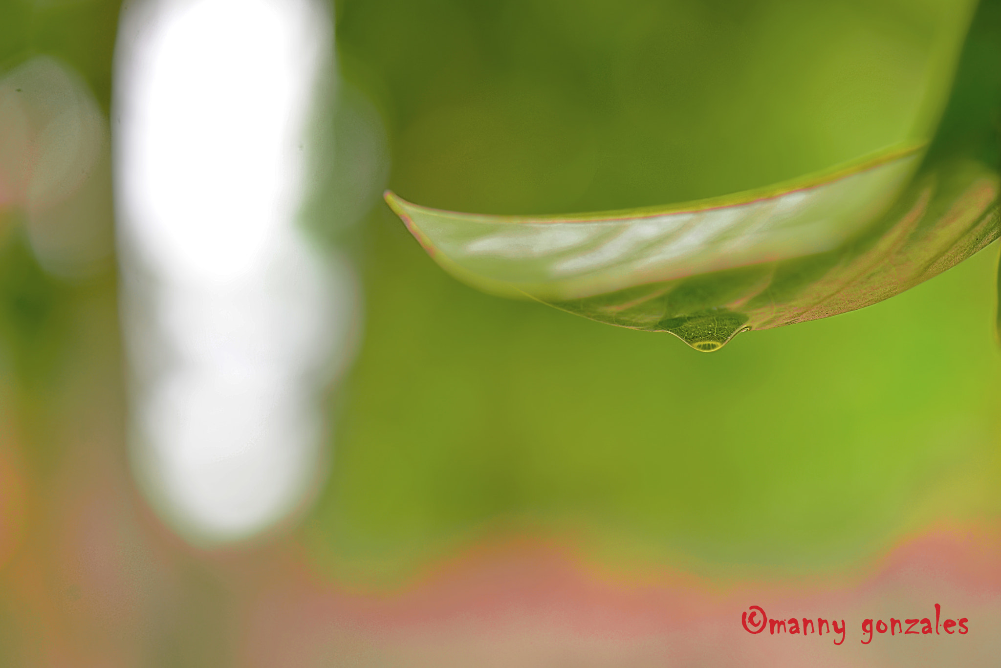 FSA-L2, EDG 65, 800mm F13 G sample photo. Bokeh - water droplet photography
