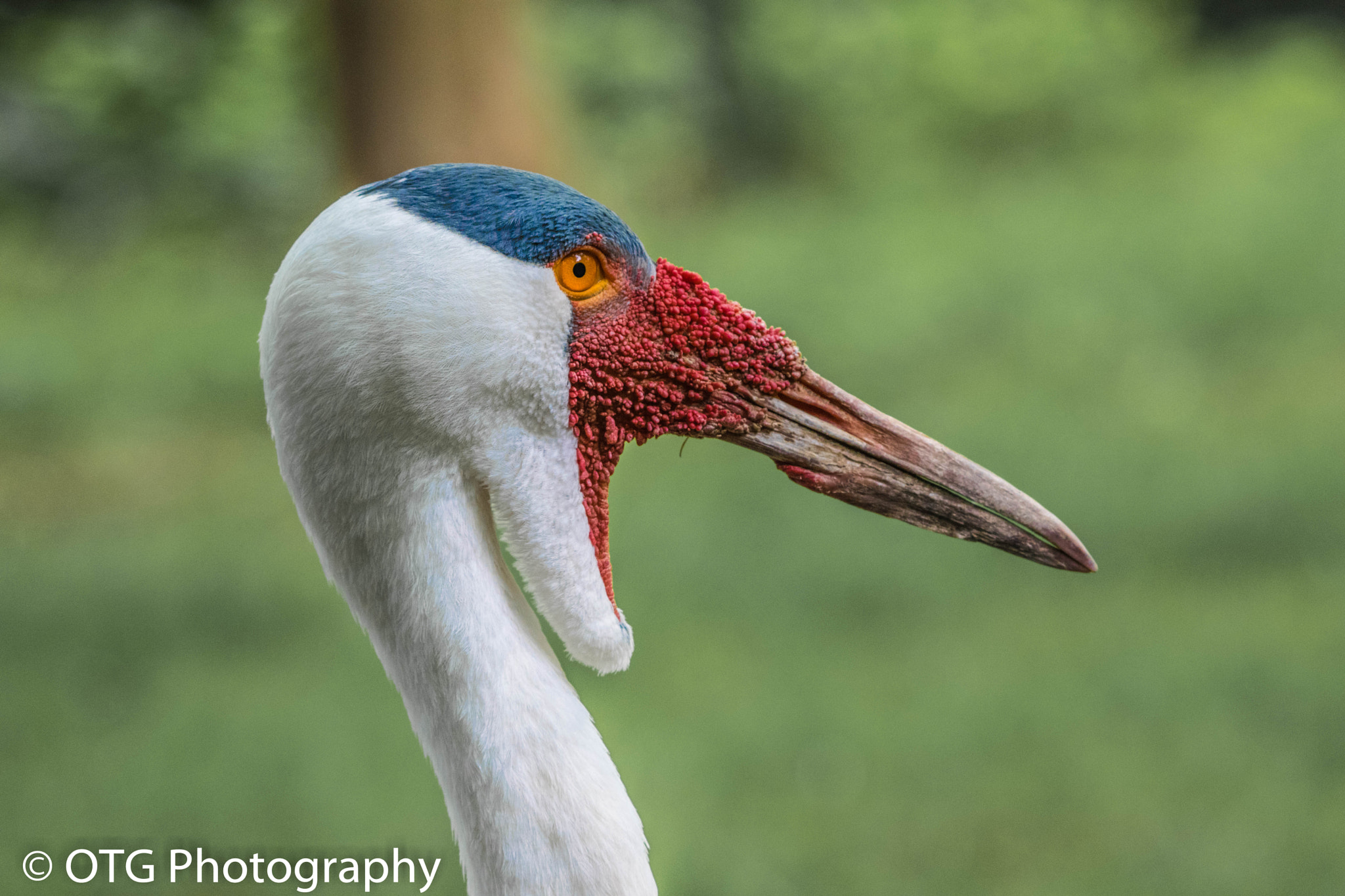 Nikon AF-S Nikkor 200-500mm F5.6E ED VR sample photo. Wattled crane photography