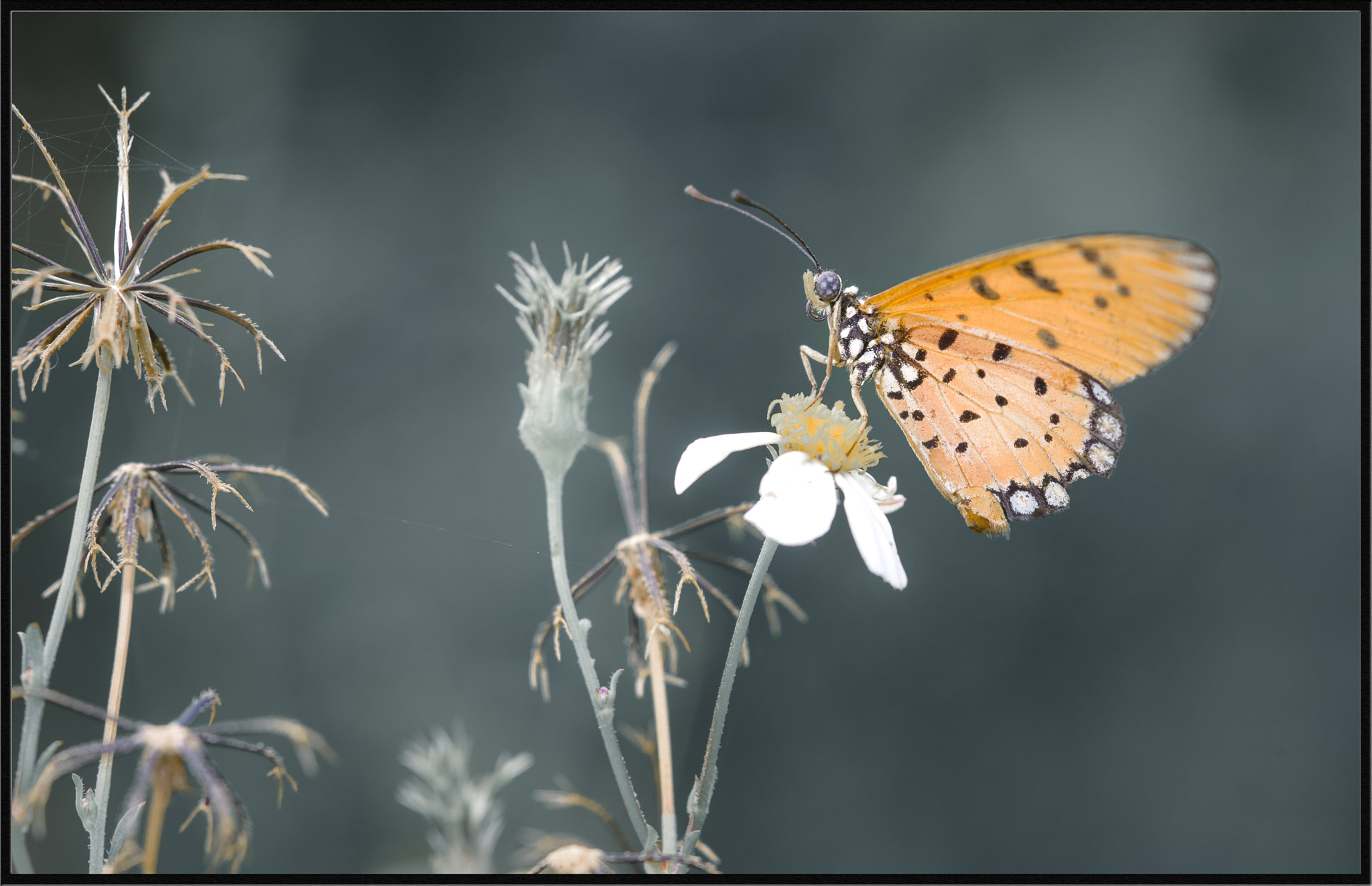 Nikon D750 + AF Micro-Nikkor 105mm f/2.8 sample photo. Cvgd photography