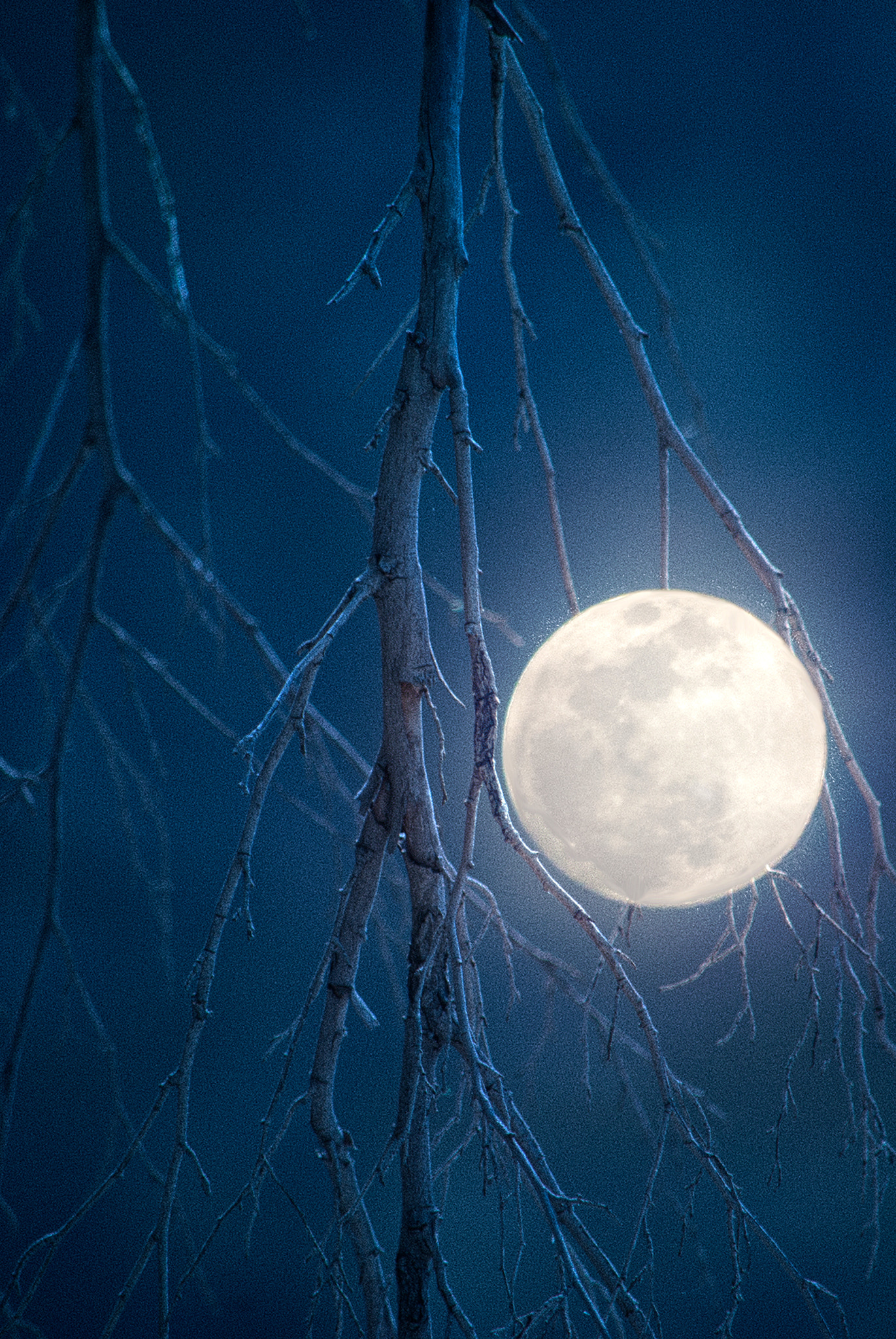 Nikon D80 sample photo. Tangled photography