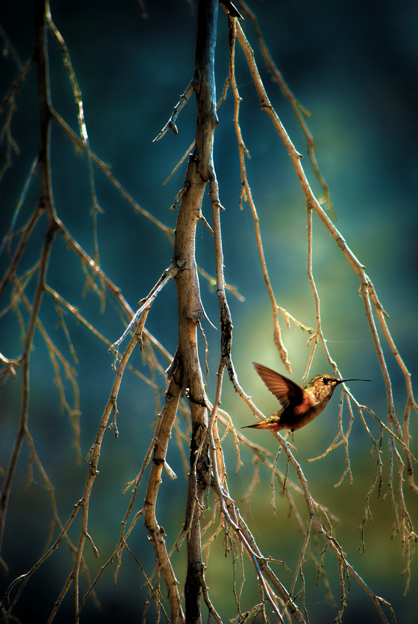 Nikon D80 sample photo. Twigs photography