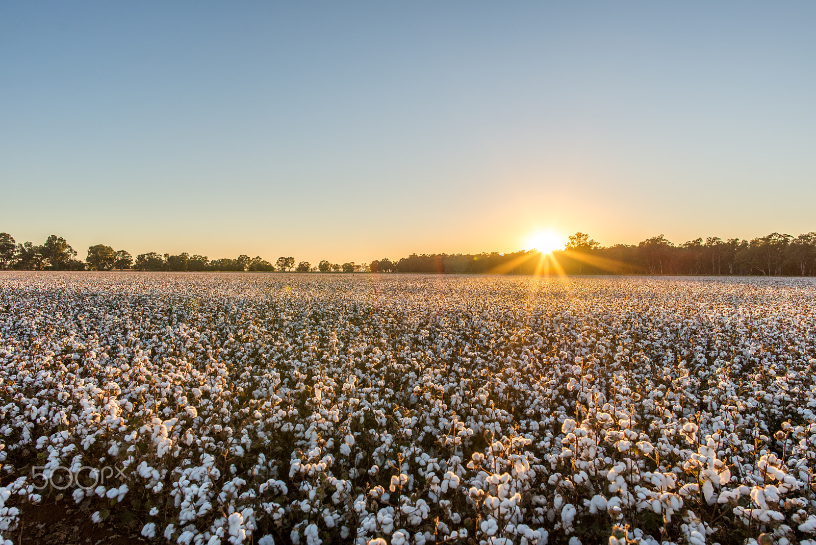Samyang 12mm F2.8 ED AS NCS Fisheye sample photo. Cottonfield dawn photography