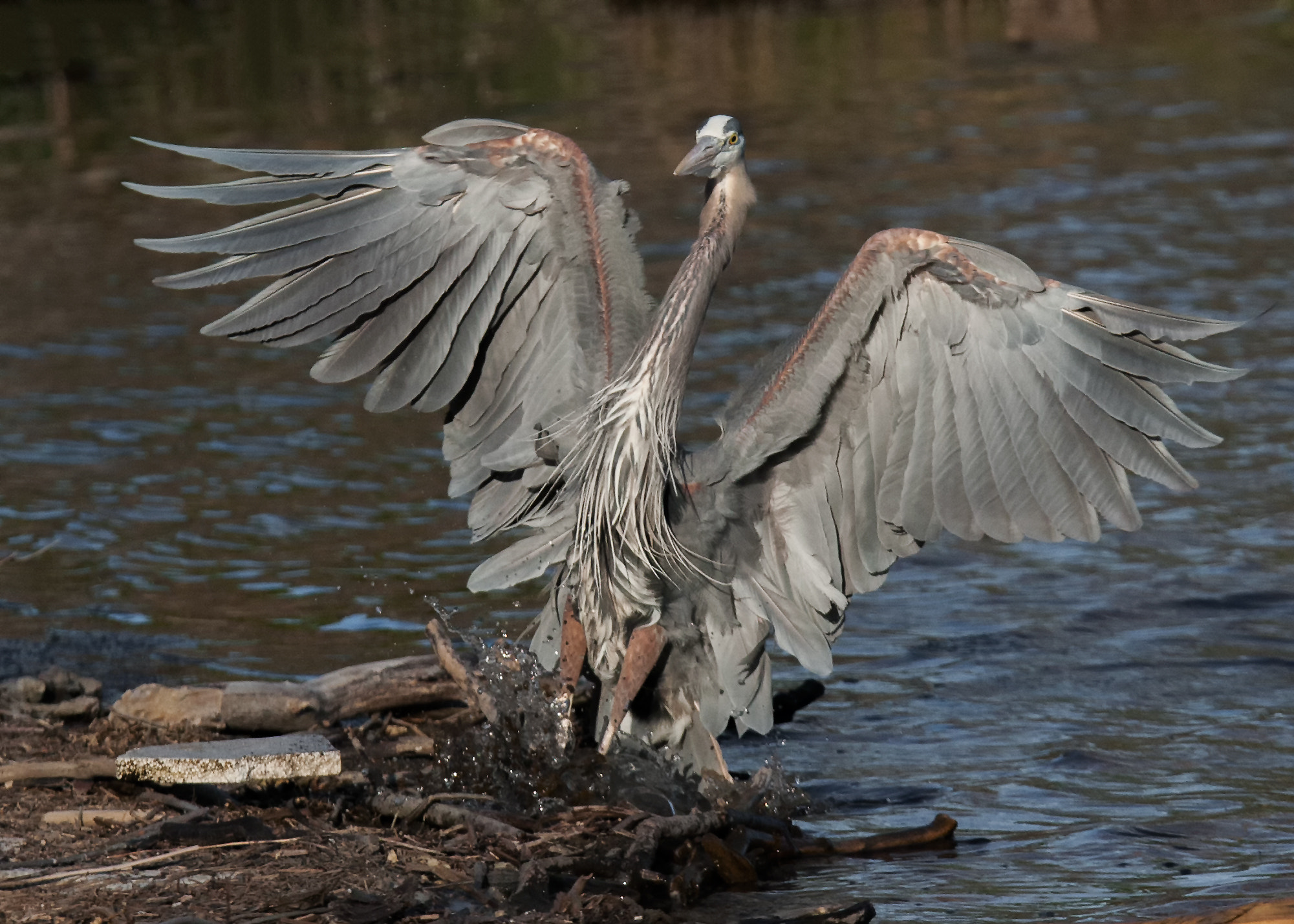 Canon EOS-1D Mark III sample photo. Great heron -2-2016 photography
