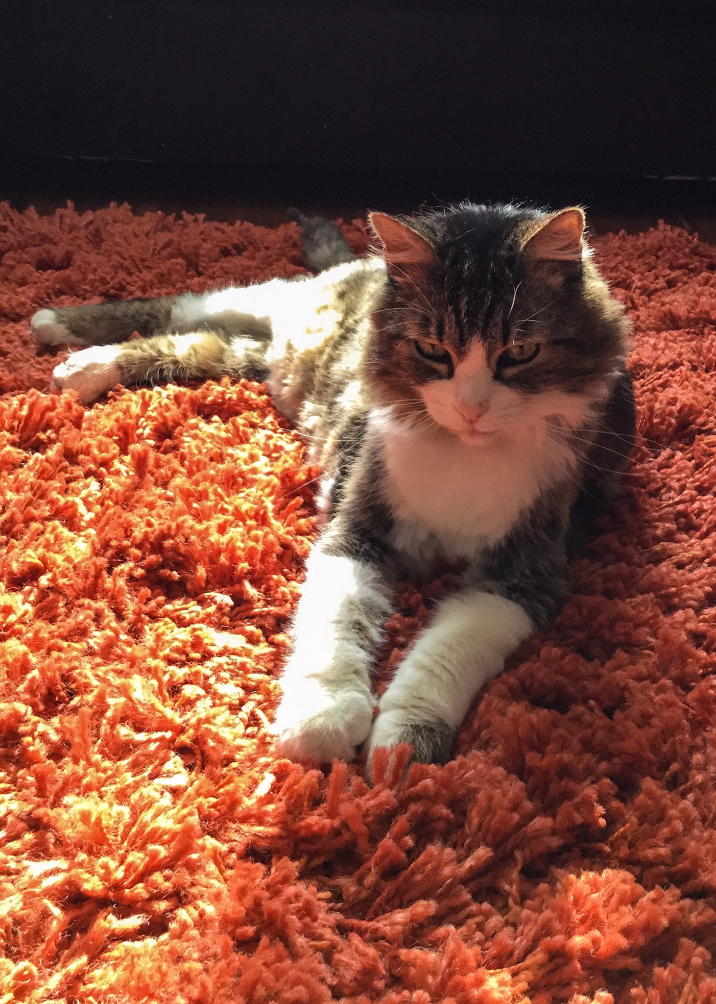 iPad mini 4 back camera 3.3mm f/2.4 sample photo. My cat mischa photography