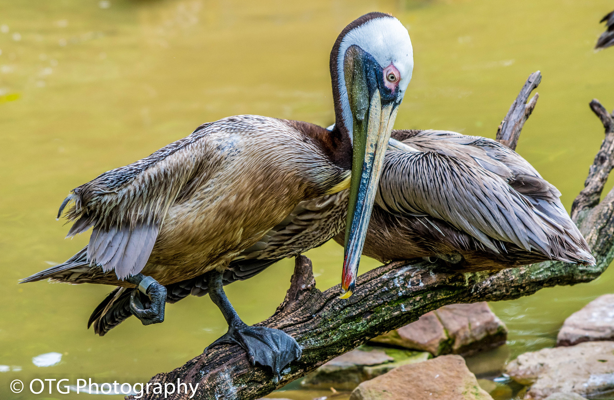 Nikon AF-S Nikkor 200-500mm F5.6E ED VR sample photo. Brown pelicans photography