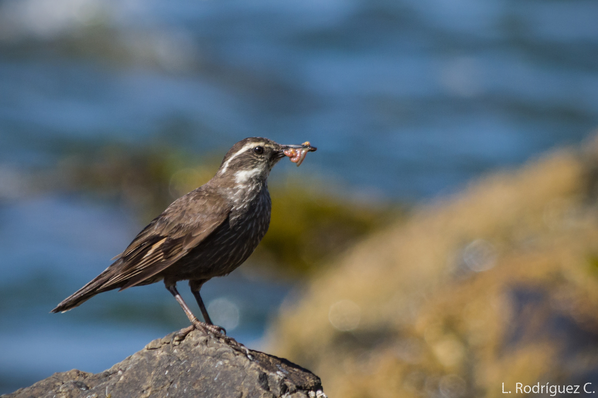 smc PENTAX-DA L 55-300mm F4-5.8 ED sample photo. Churrete - dark-bellied cinclodes photography