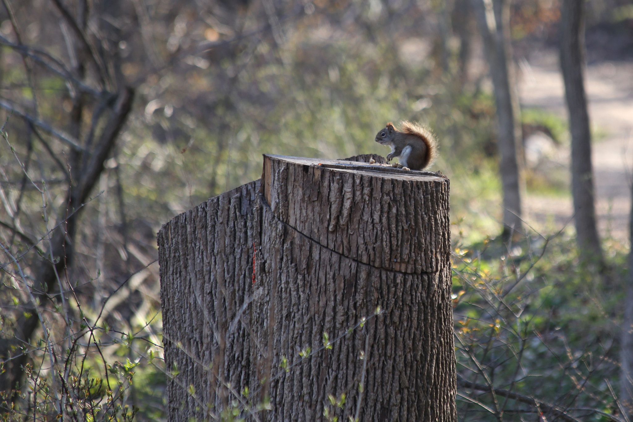 Canon EF 70-300mm F4-5.6 IS USM sample photo
