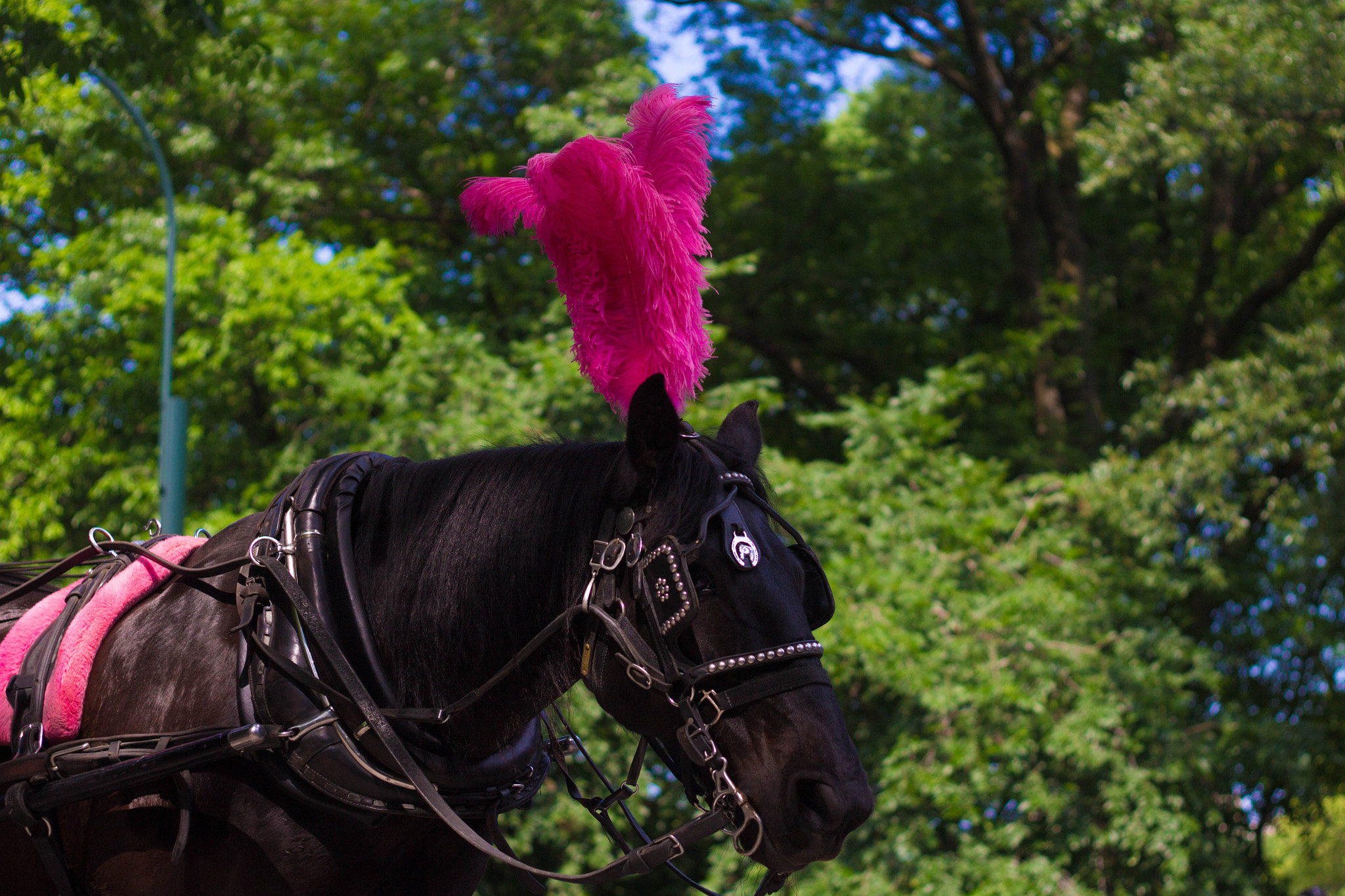 Canon EOS 100D (EOS Rebel SL1 / EOS Kiss X7) + Canon EF 50mm F1.8 II sample photo. General horse photography