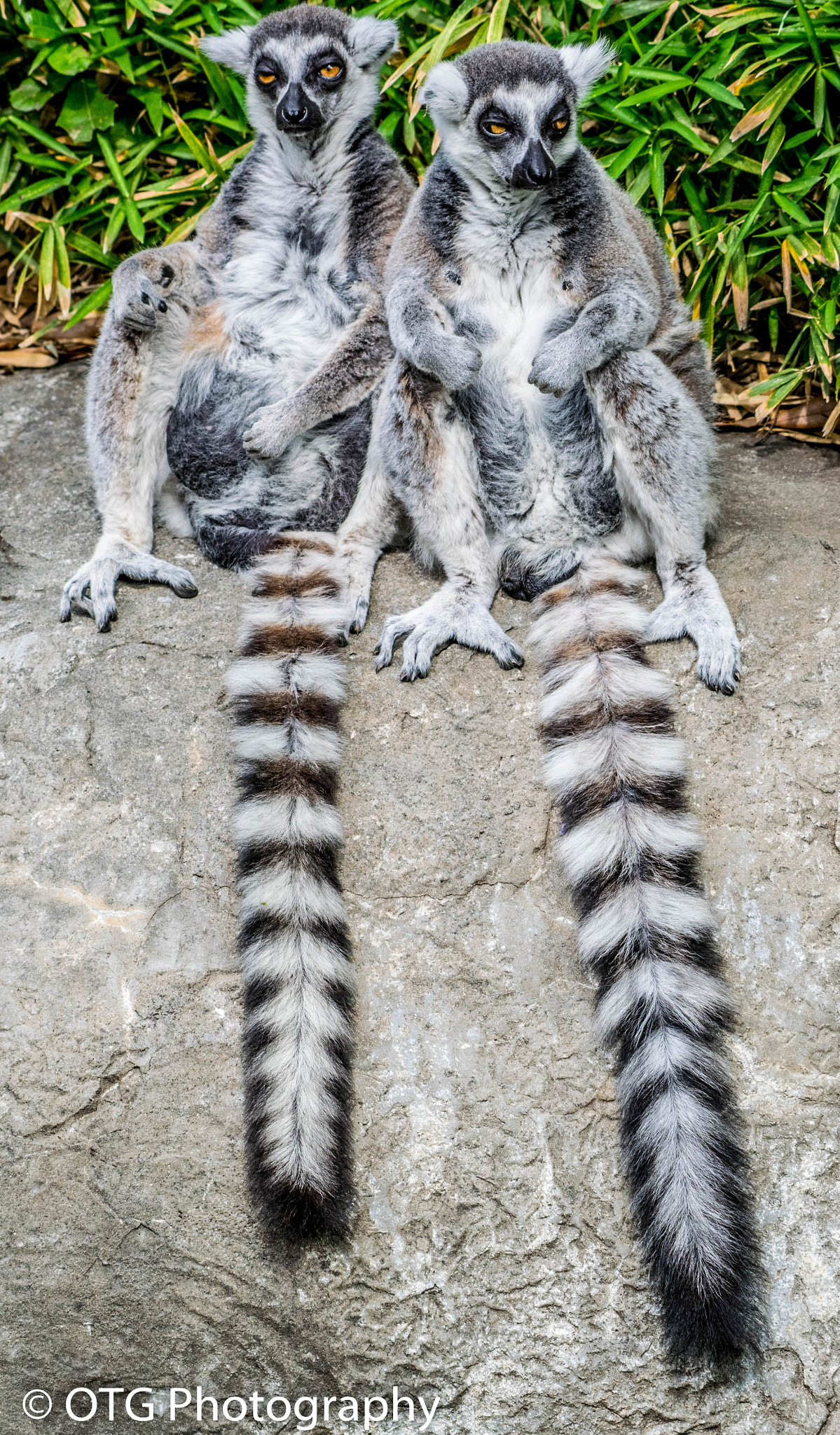 Nikon AF-S Nikkor 200-500mm F5.6E ED VR sample photo. Ring-tailed lemur pair photography
