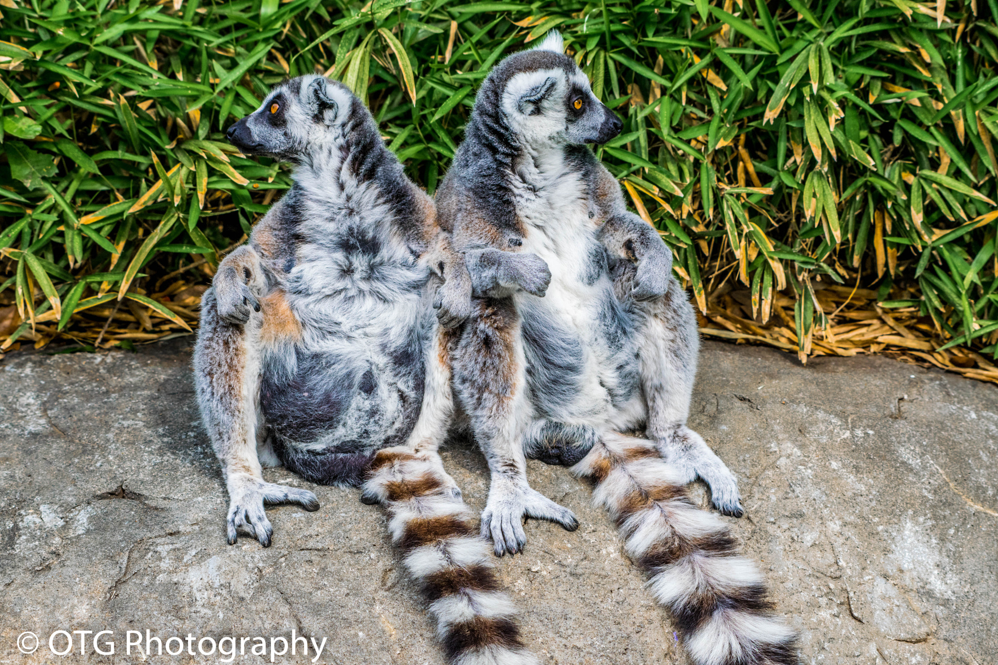 Nikon AF-S Nikkor 200-500mm F5.6E ED VR sample photo. Lounging photography