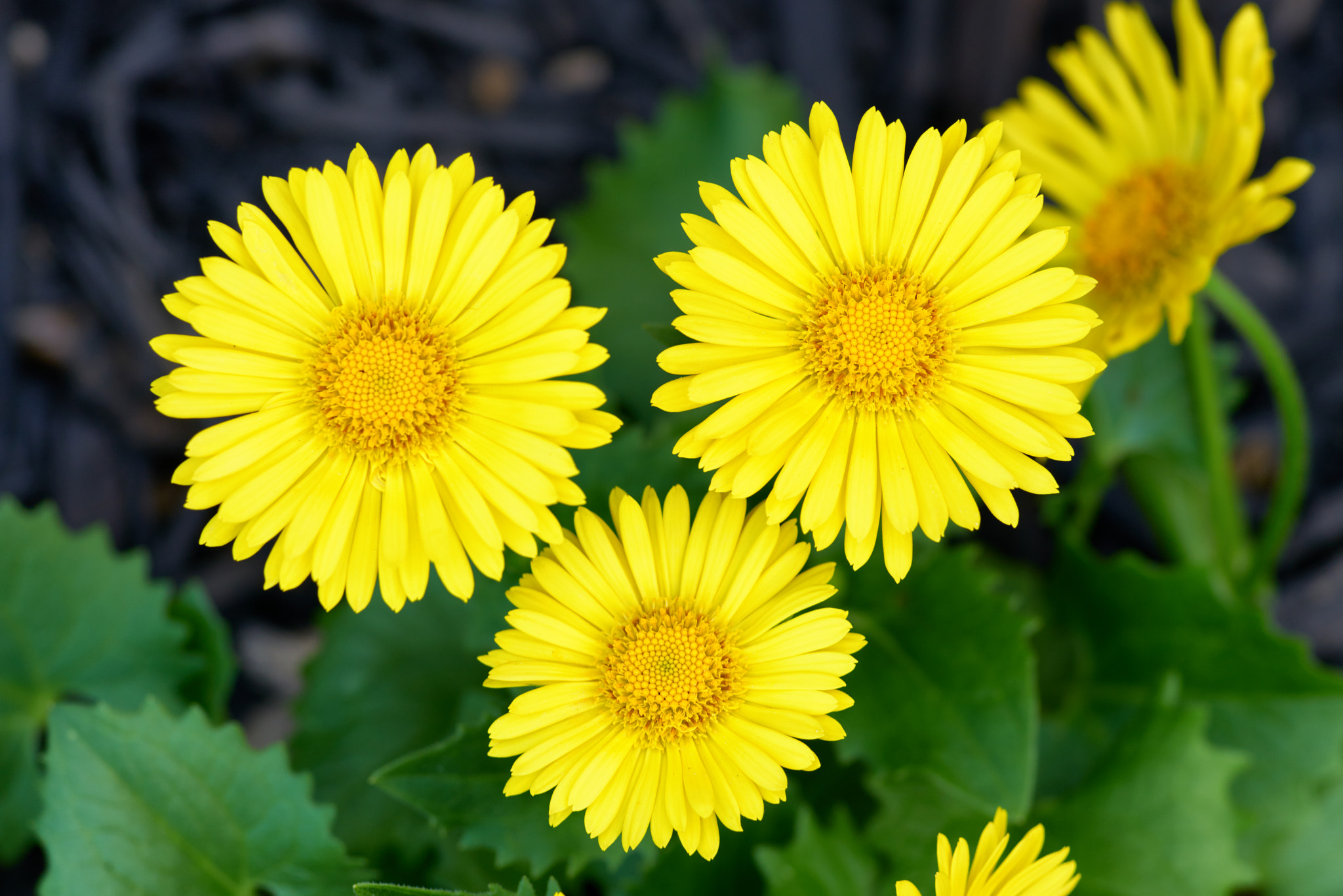 Sony 135mm F2.8 [T4.5] STF sample photo. Daisy trio photography