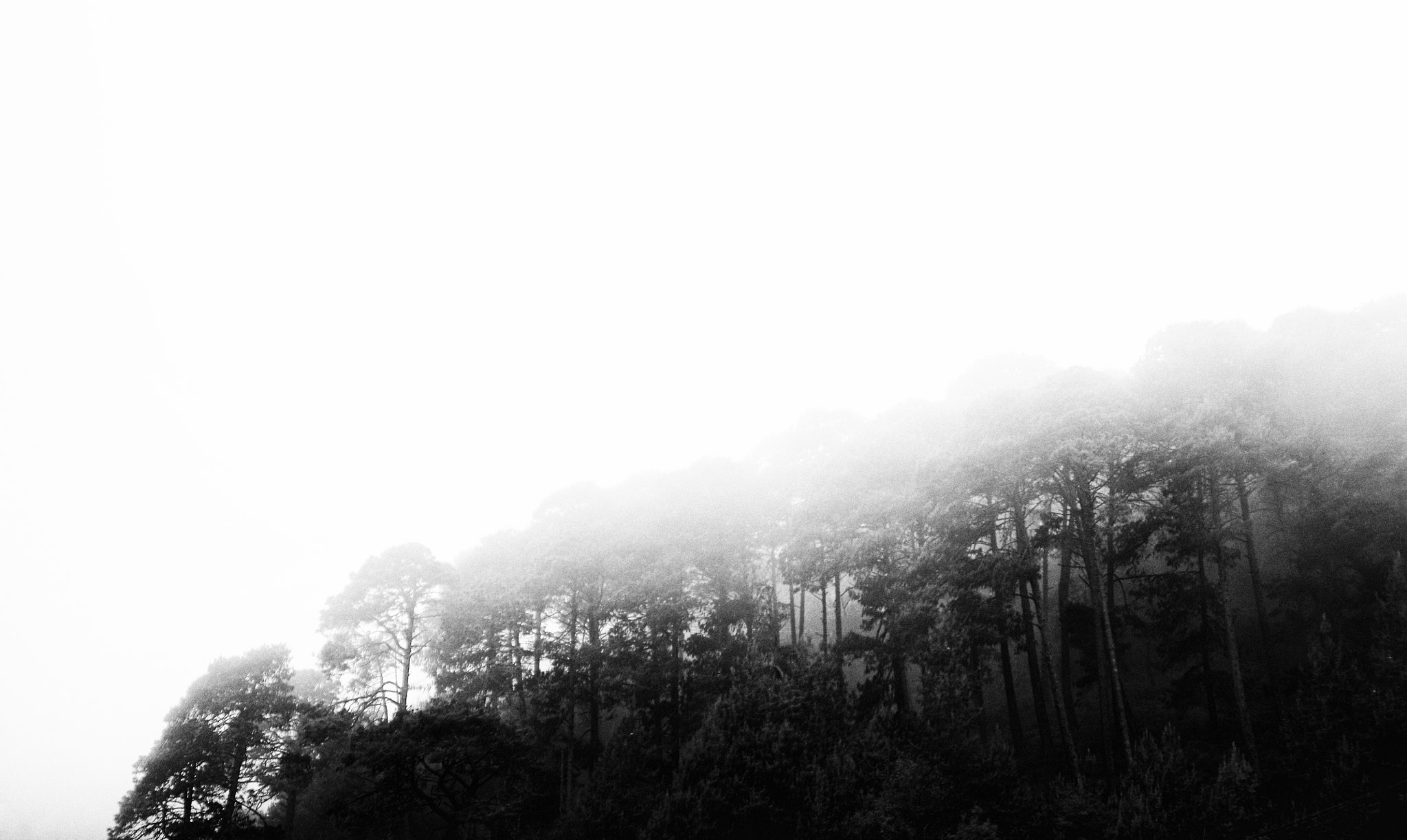 Nikon D300S sample photo. Foggy trees photography