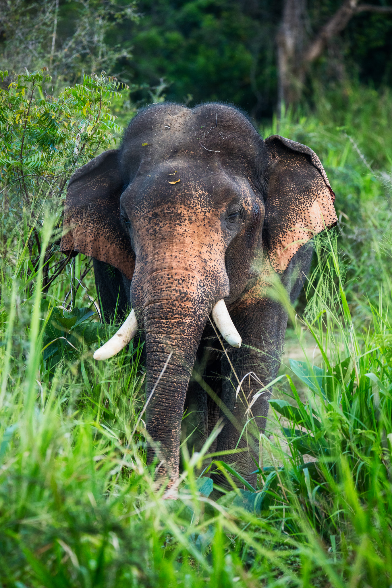 Canon EOS 5DS + Tamron SP 150-600mm F5-6.3 Di VC USD sample photo. Asia elephant photography