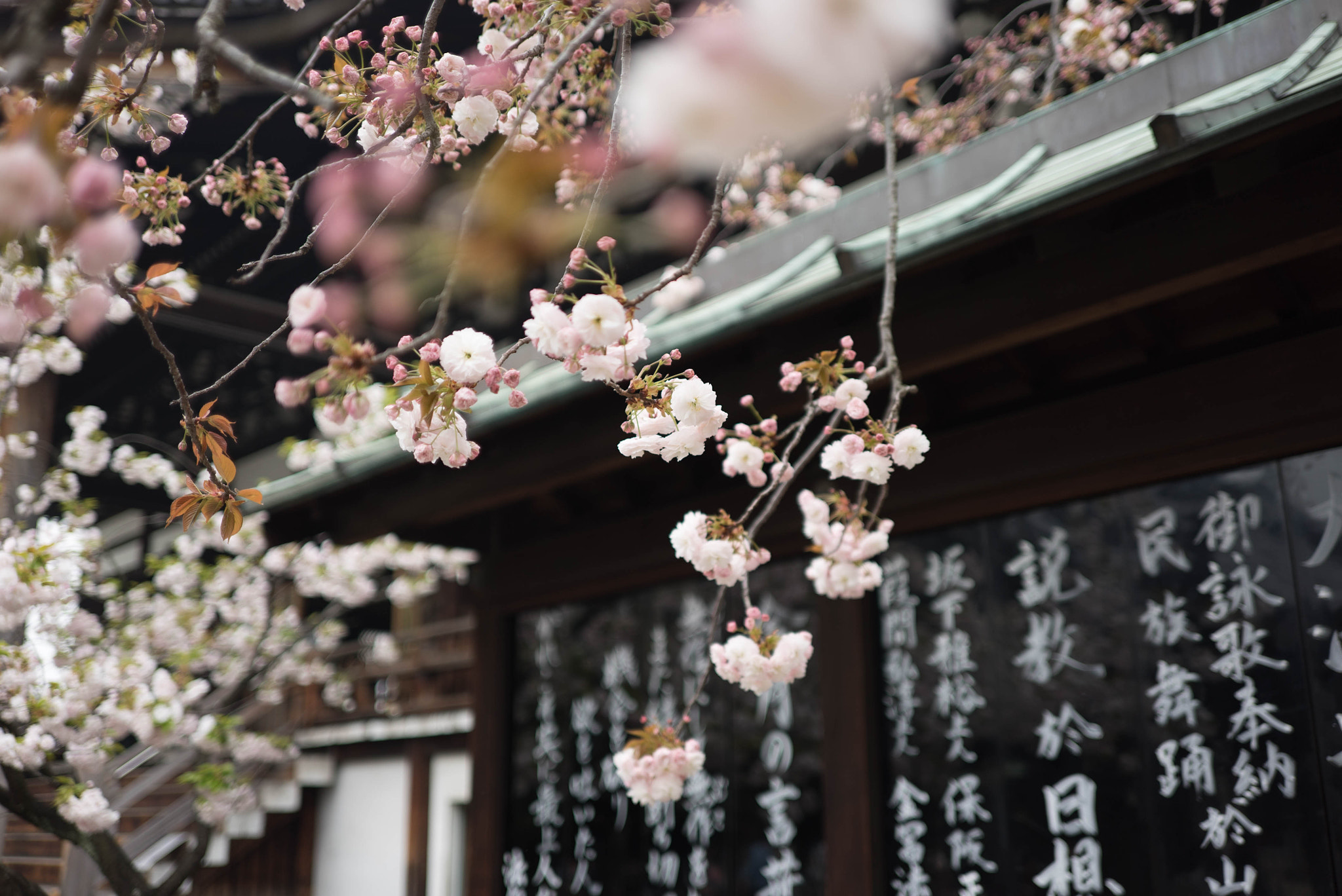 E 35mm F2 sample photo. Osakura (osaka cherry blossom) photography