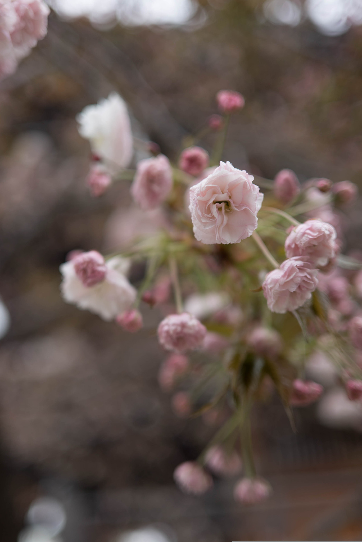 E 35mm F2 sample photo. Osakura (osaka cherry blossom) photography