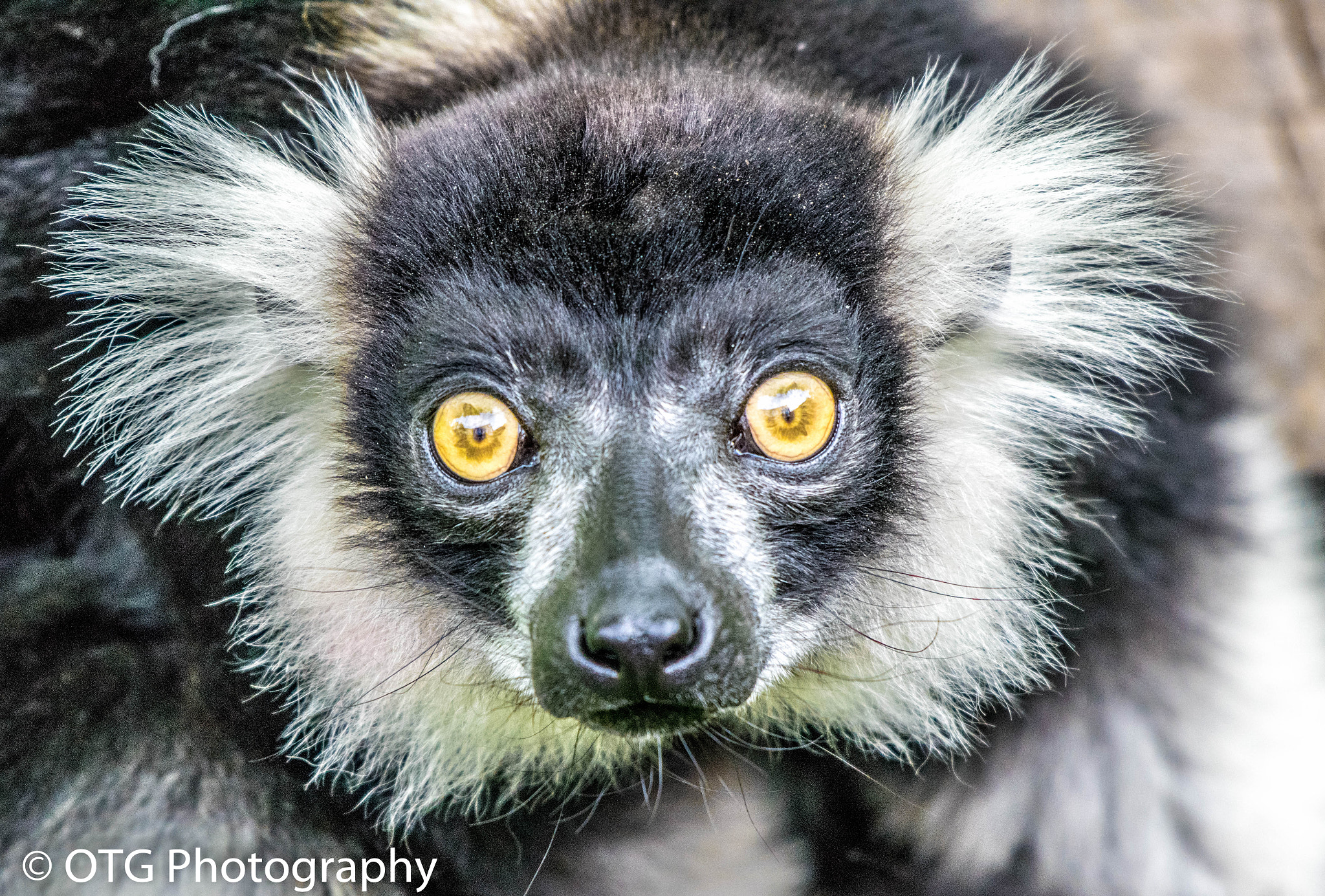 Nikon AF-S Nikkor 200-500mm F5.6E ED VR sample photo. Black and white ruffed lemur photography