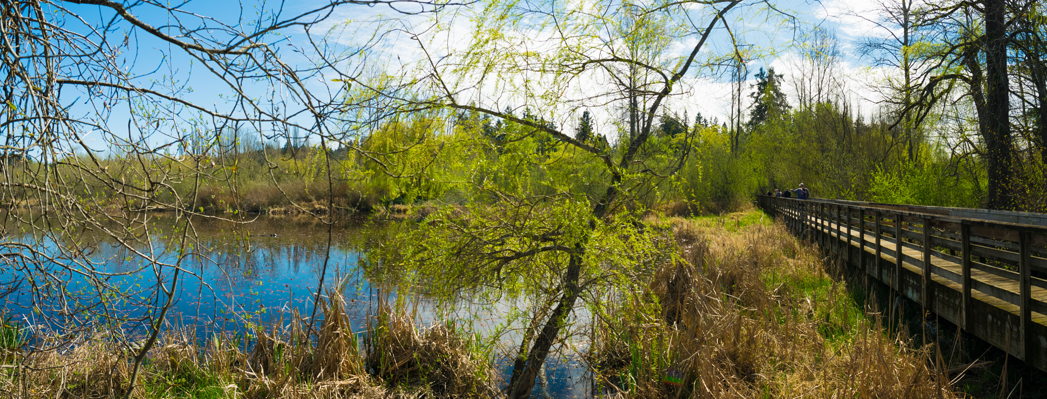 Nikon D5300 + Samyang 16mm F2 ED AS UMC CS sample photo. Boardwalk over swamp photography