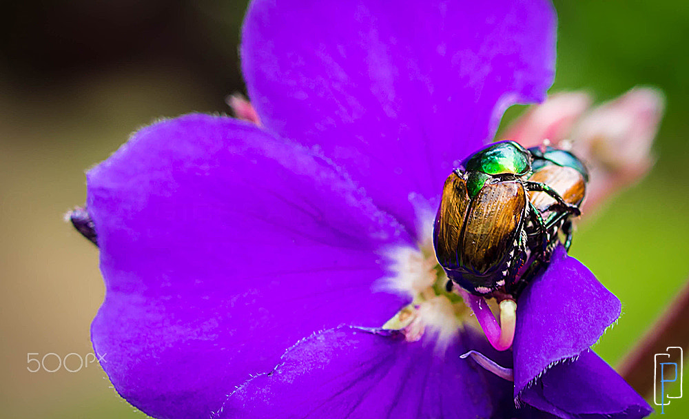 OLYMPUS 35mm Lens sample photo. Mating season photography