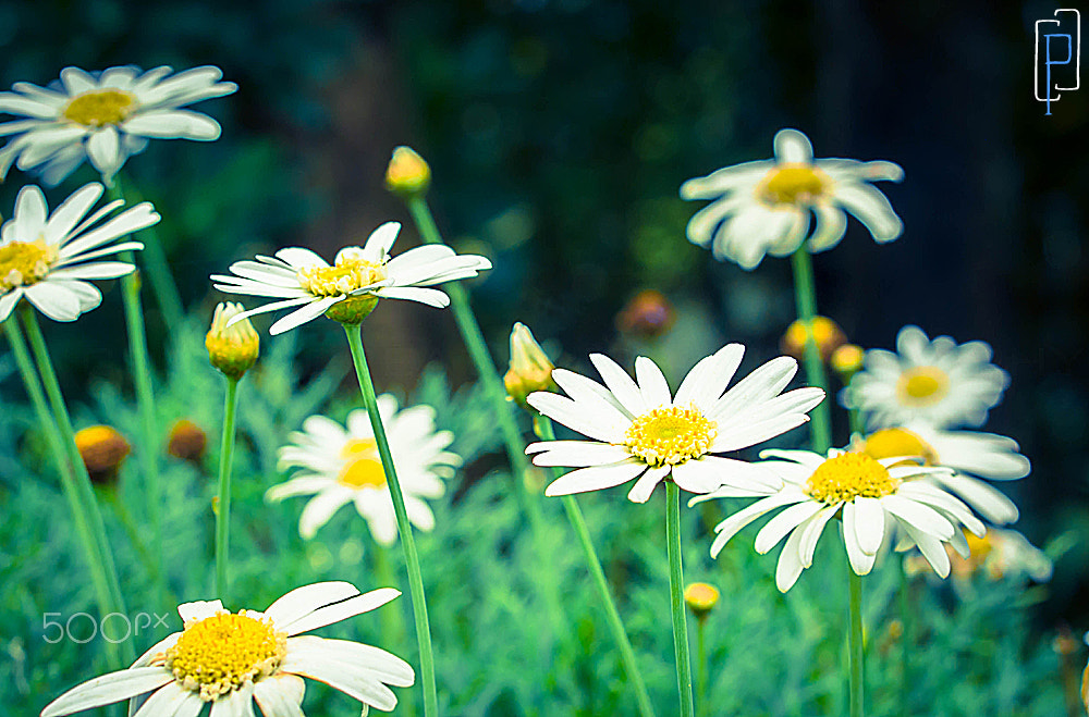 Olympus PEN E-PM2 + OLYMPUS 35mm Lens sample photo. Daisies photography