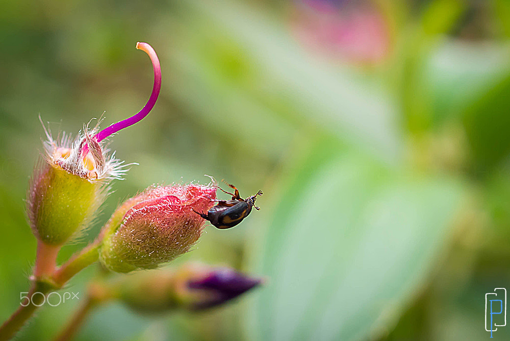 Olympus PEN E-PM2 sample photo. Nature photography