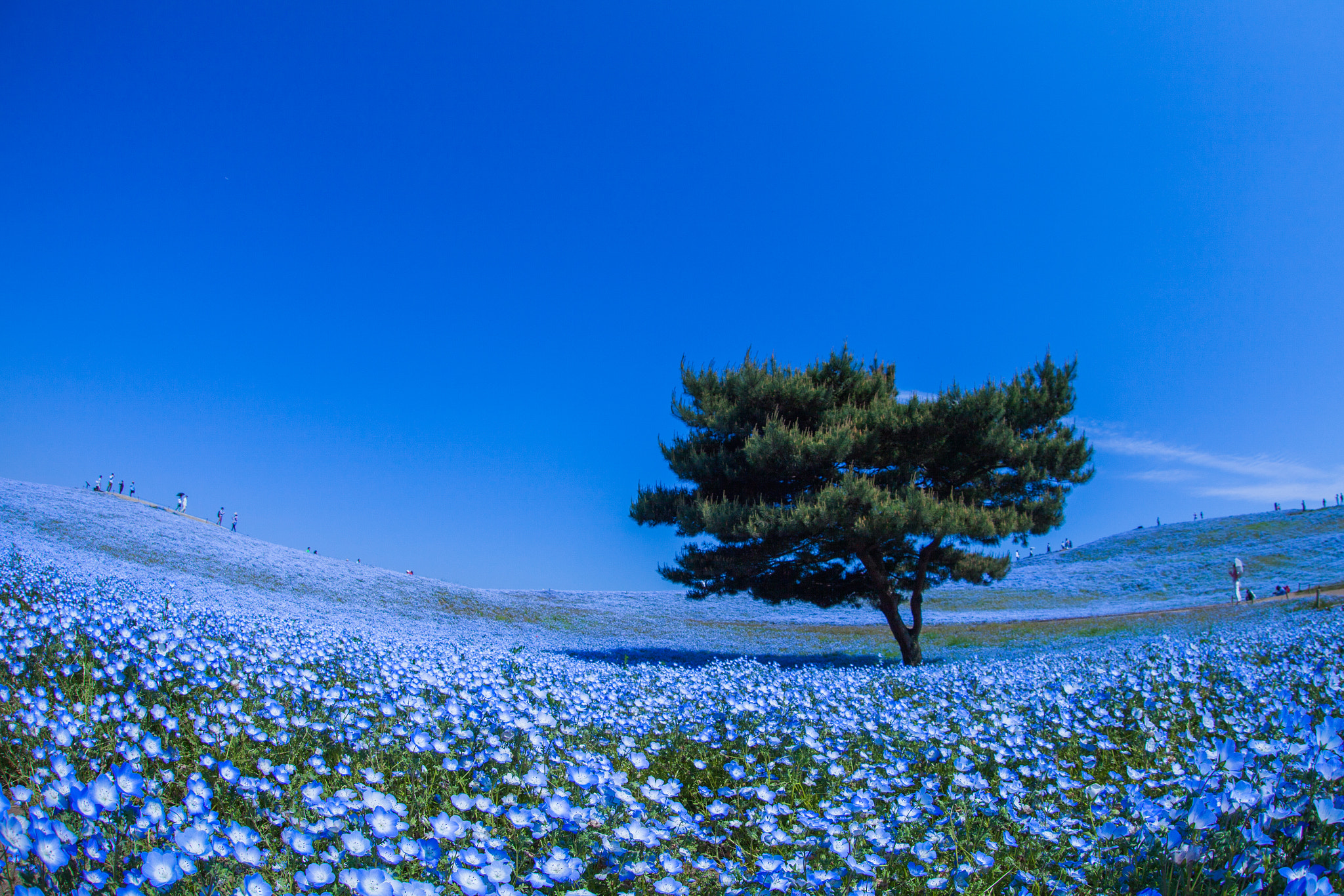 Sigma 15mm f/2.8 EX Fisheye sample photo. Sky blue photography