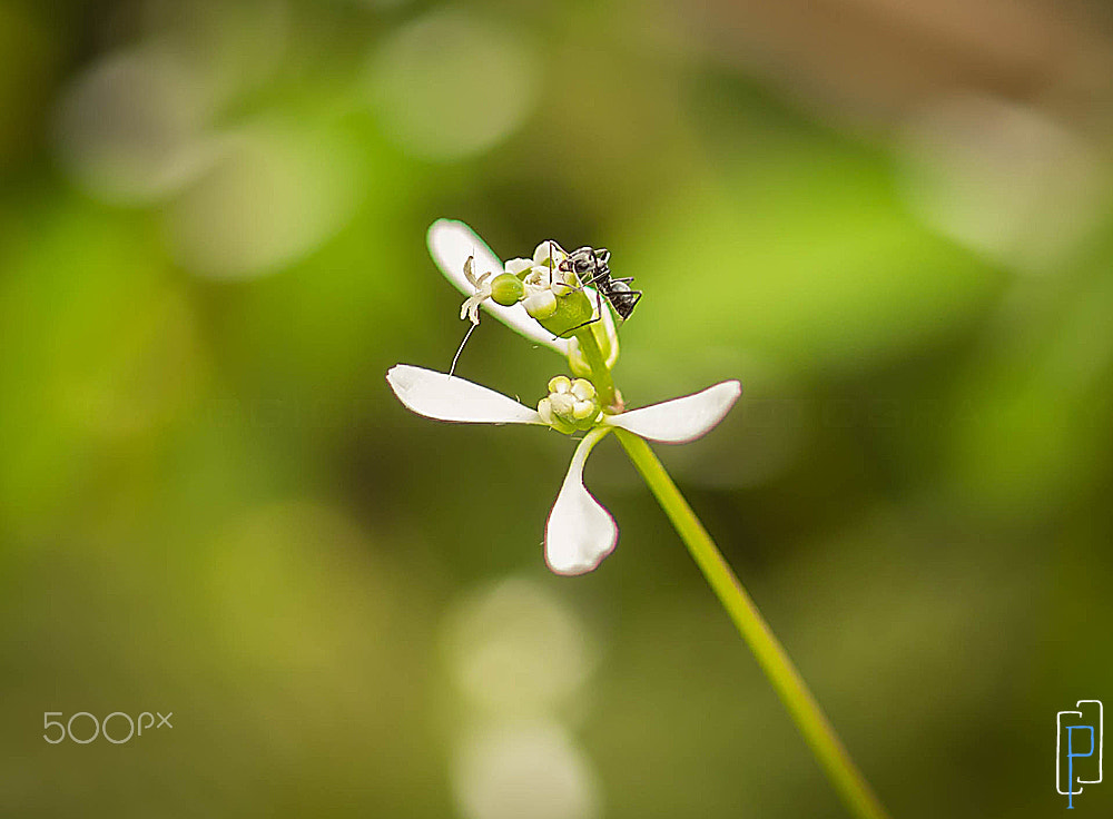 Olympus PEN E-PM2 + OLYMPUS 35mm Lens sample photo. Ant photography